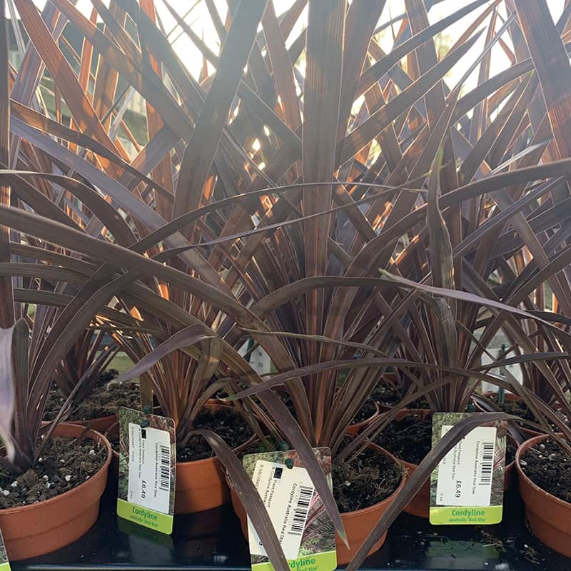 Cordyline Red Star. Evergreen 1.5ltr pot