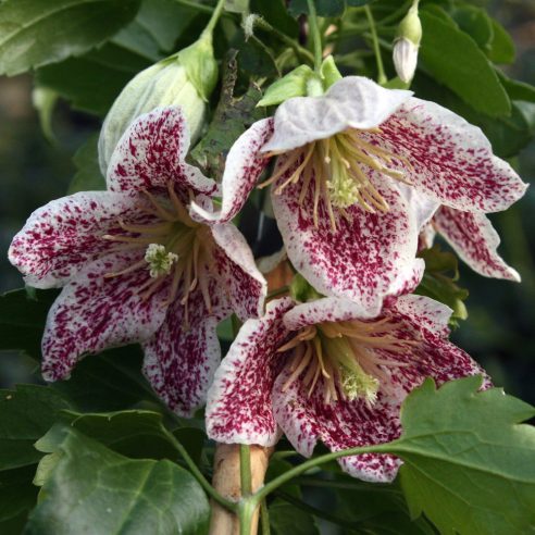 Summer Flowering Clematis. 2ltr pot availability List - Image 5