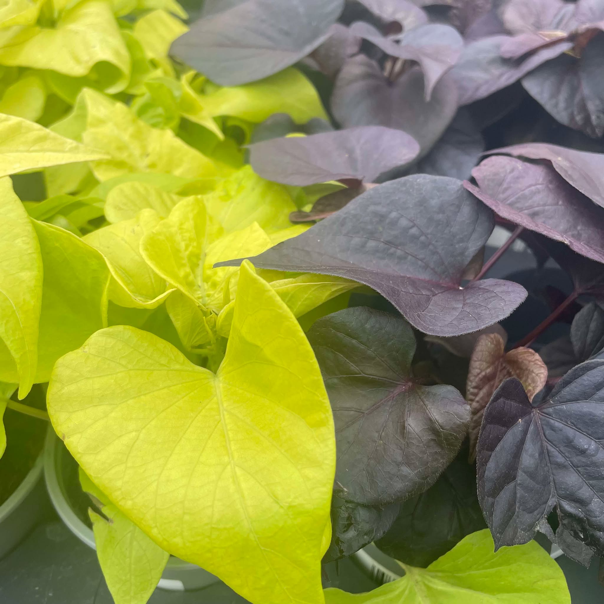 Ipomoea Lime & Black 9cm pot