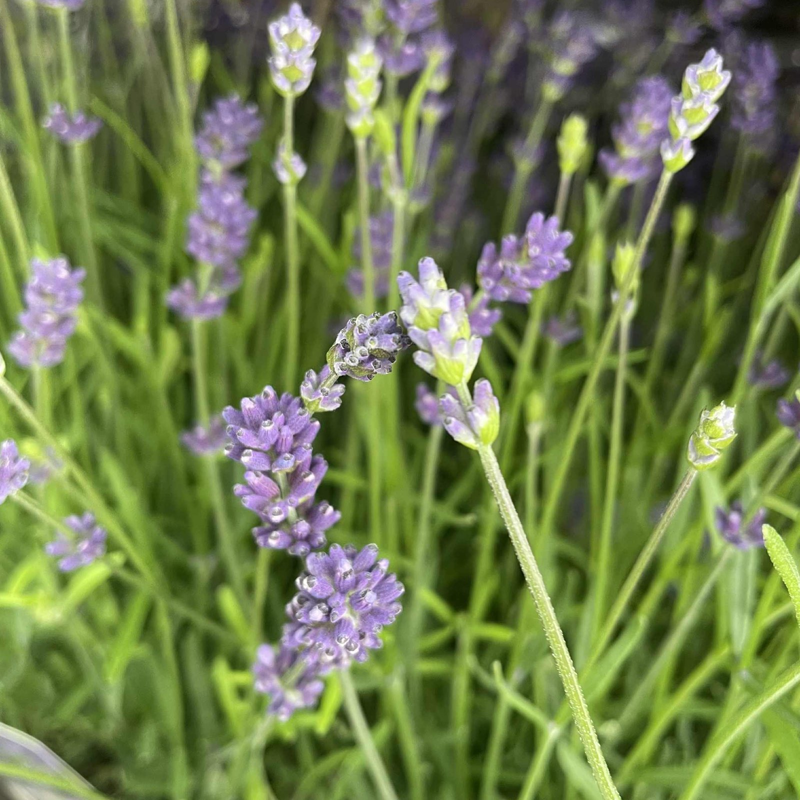 Lavandula Essence 2ltr pot