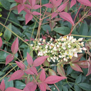 Nandina 1ltr pot