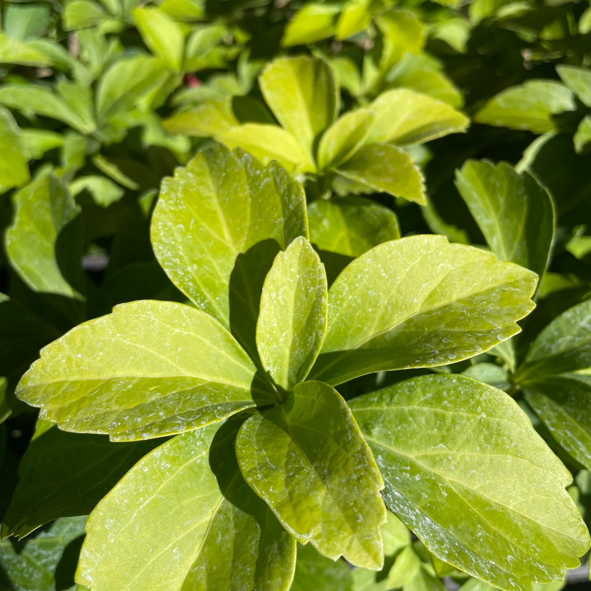 Pachysandra Terminalis 13cm pot