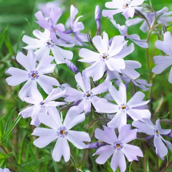 Phlox 2ltr pot