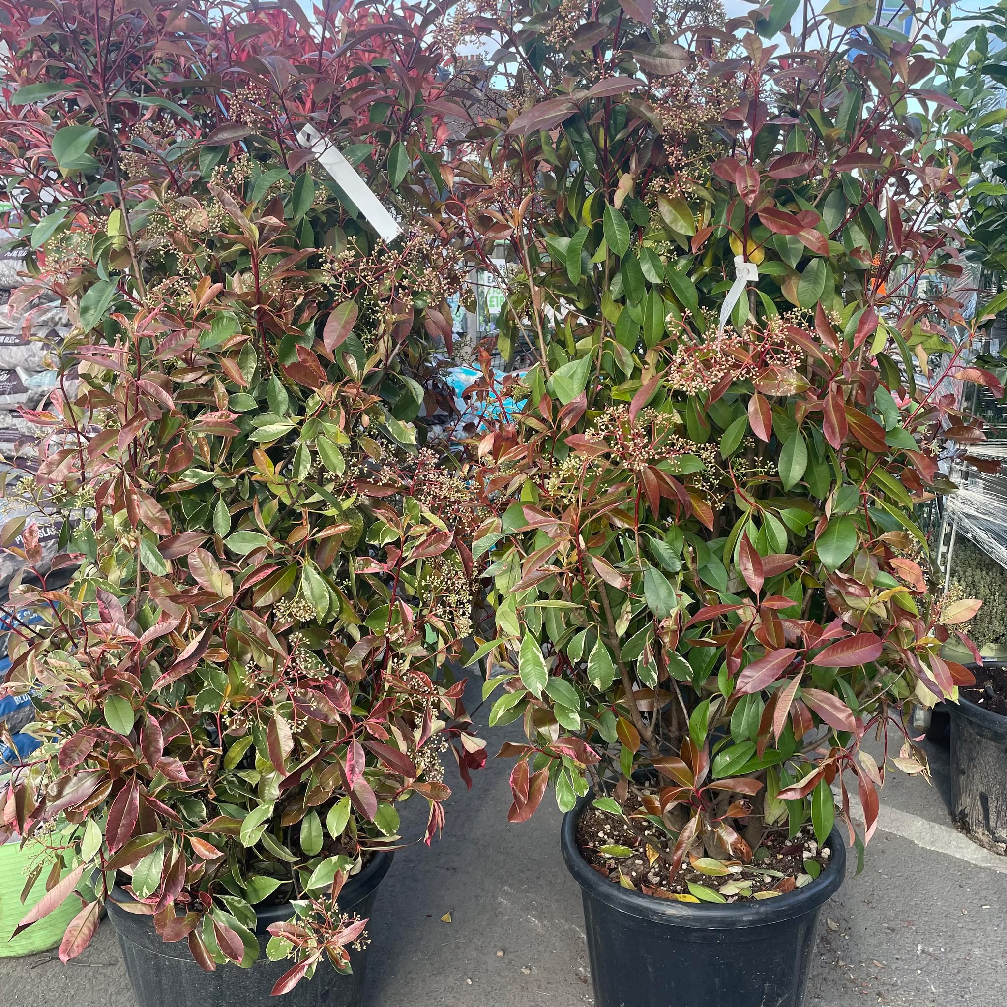 Photinia Pink Marble 35ltr pot, 125-150cm H