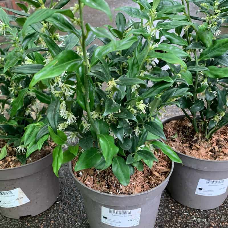 Sarcococca 1ltr Pot