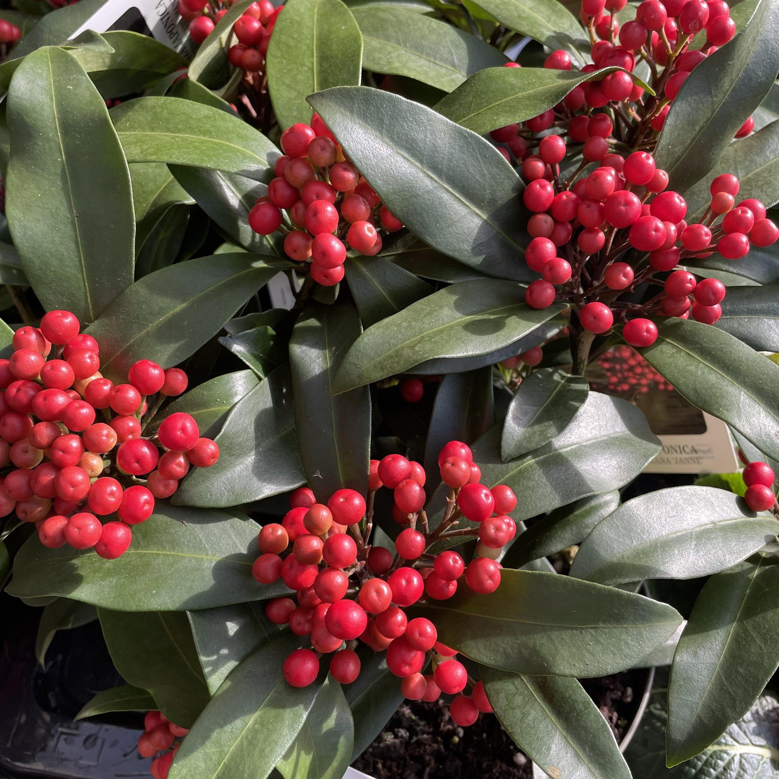 Skimmia Japonica Reevesiana 2ltr pot