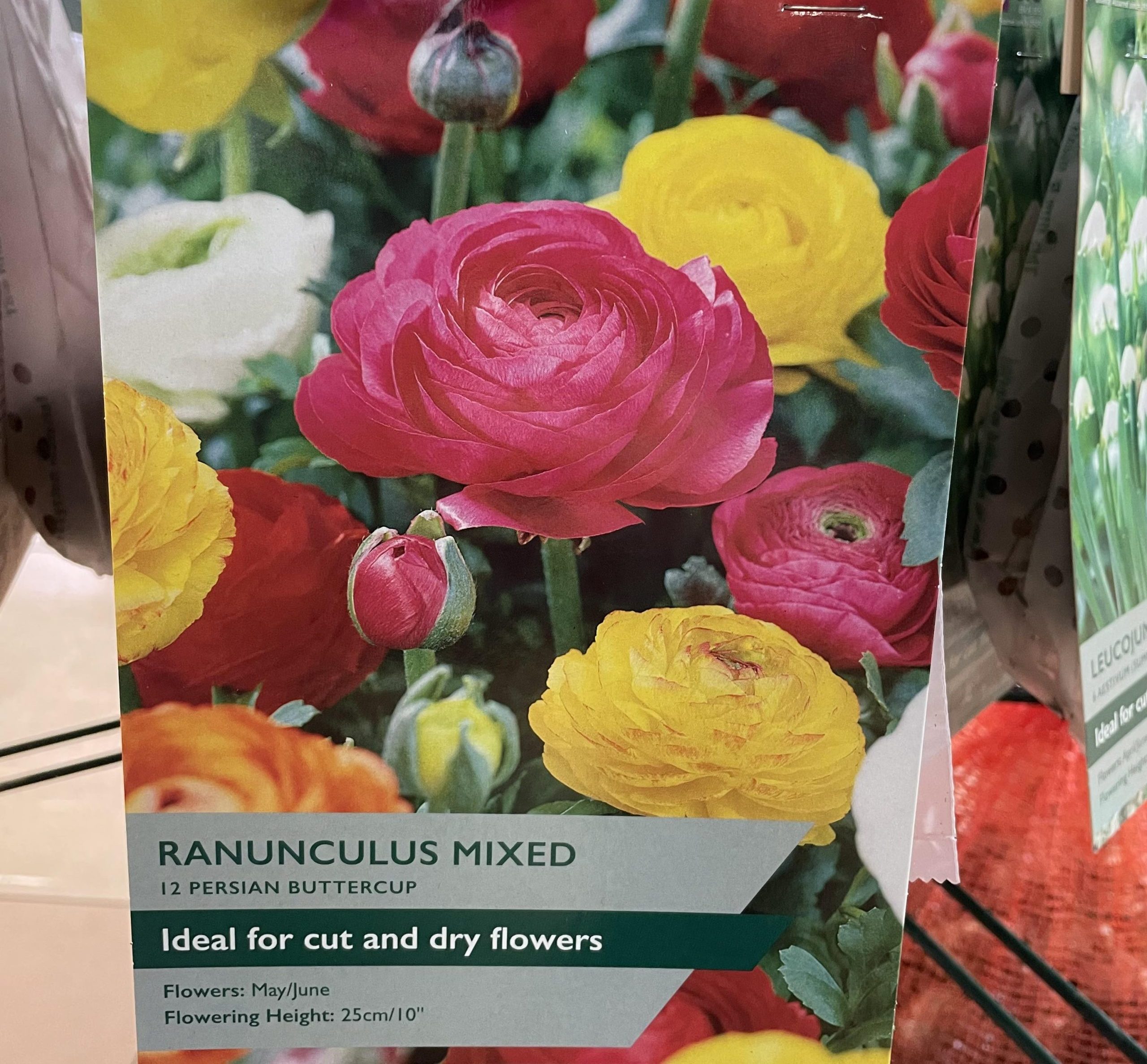 Ranunculus. Mix Colours 13cm pot