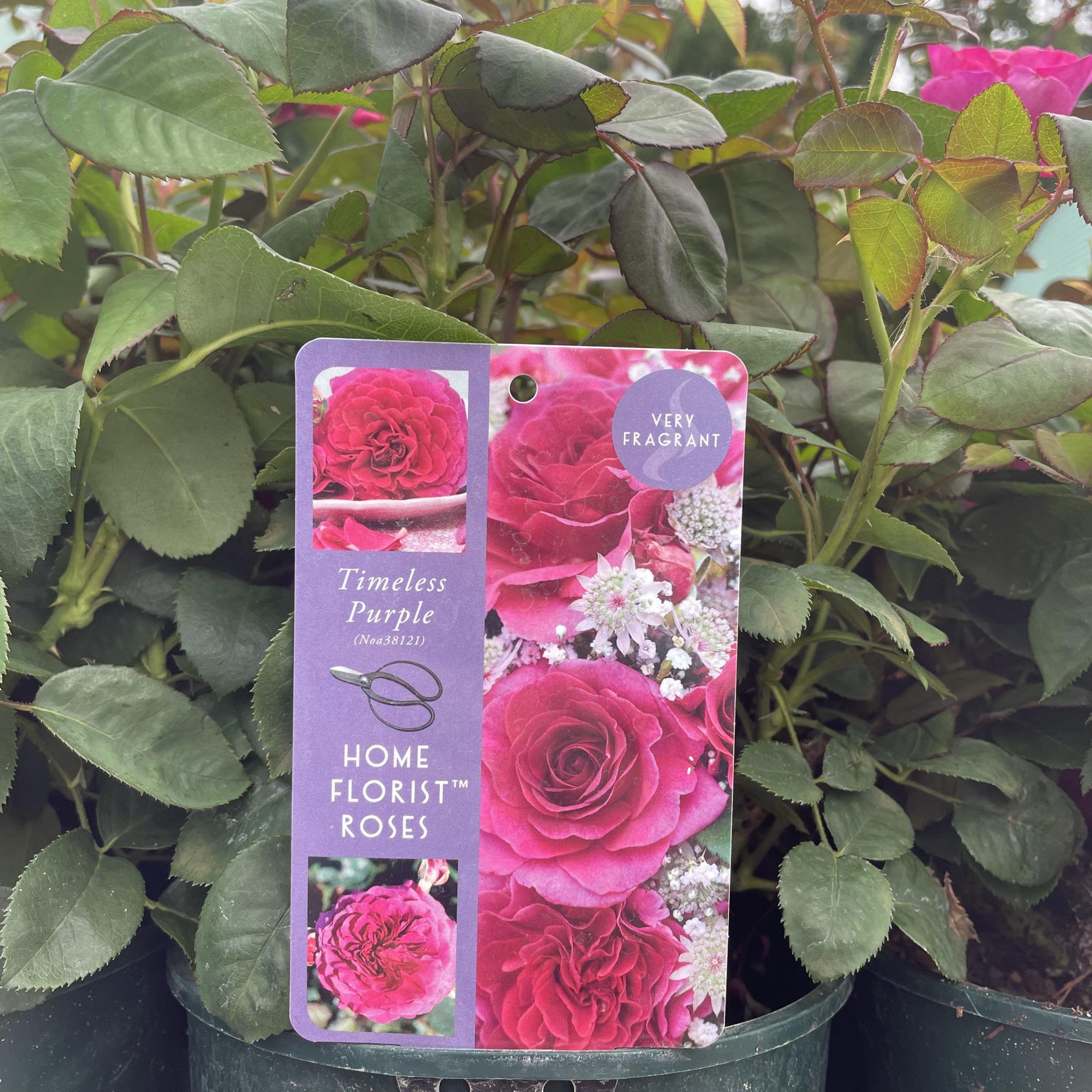 Timeless Purple Home Florist Roses 3ltr