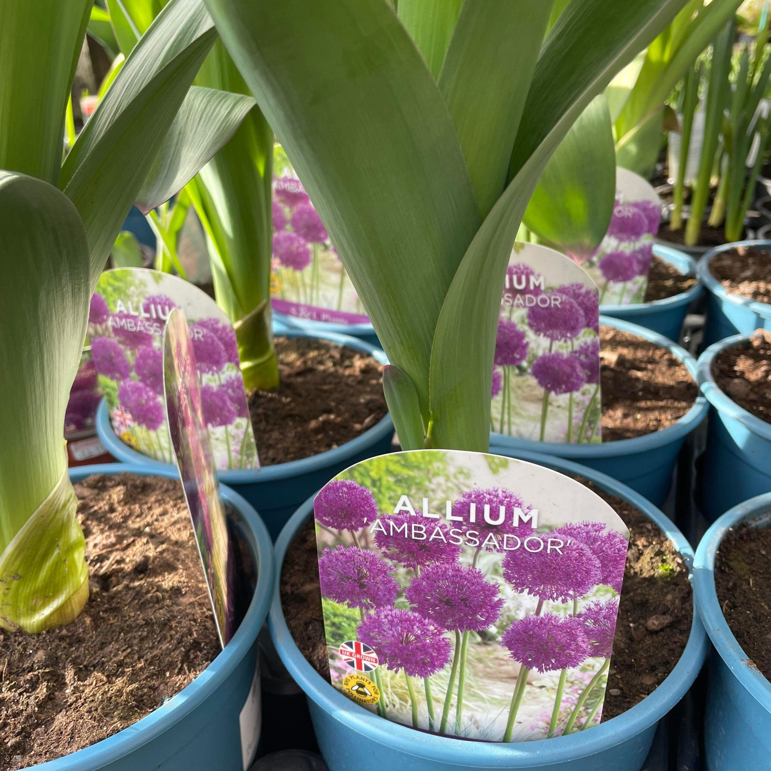 Allium Purple Sensation
