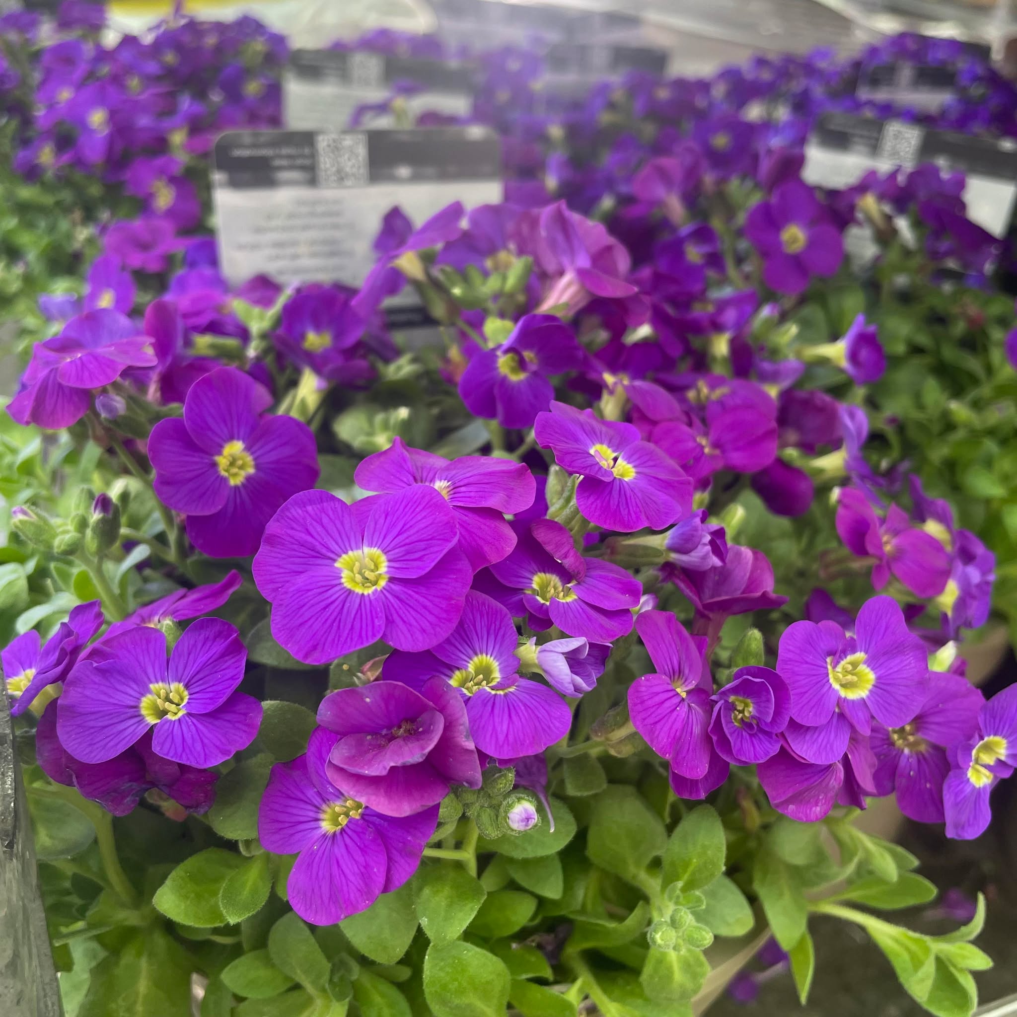 Aubrieta Kittie Blue 2ltr pot - Image 2