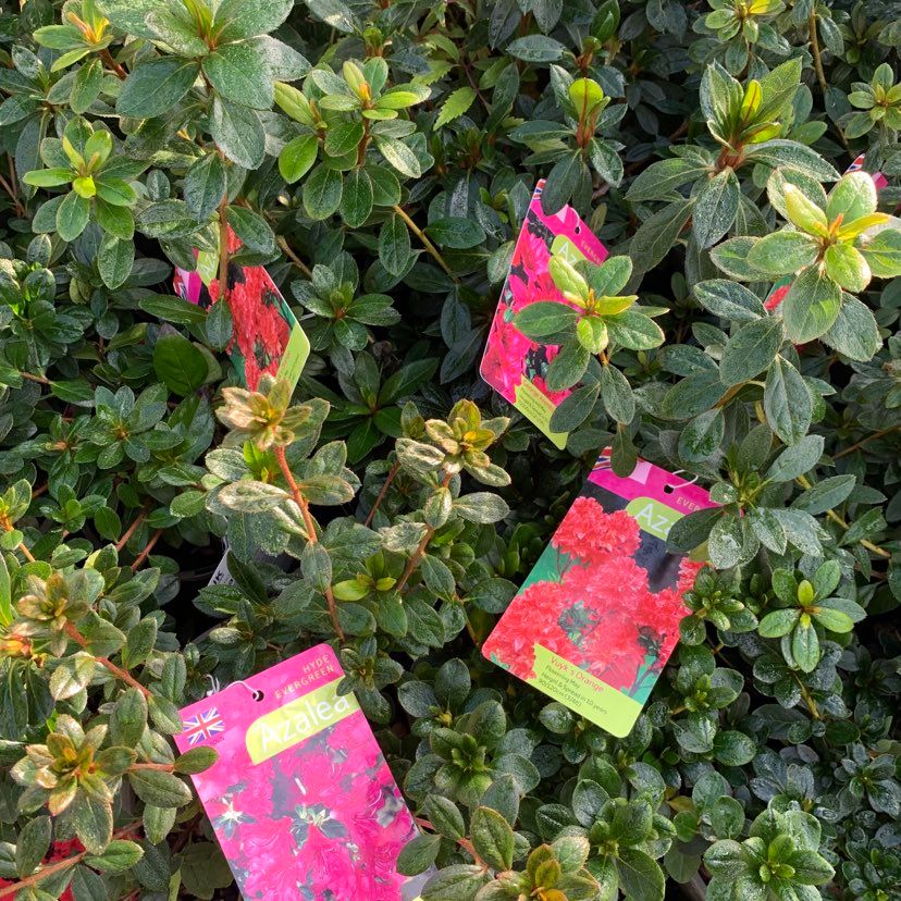 Azalea Availability list. 3ltr pot (List of availability below)