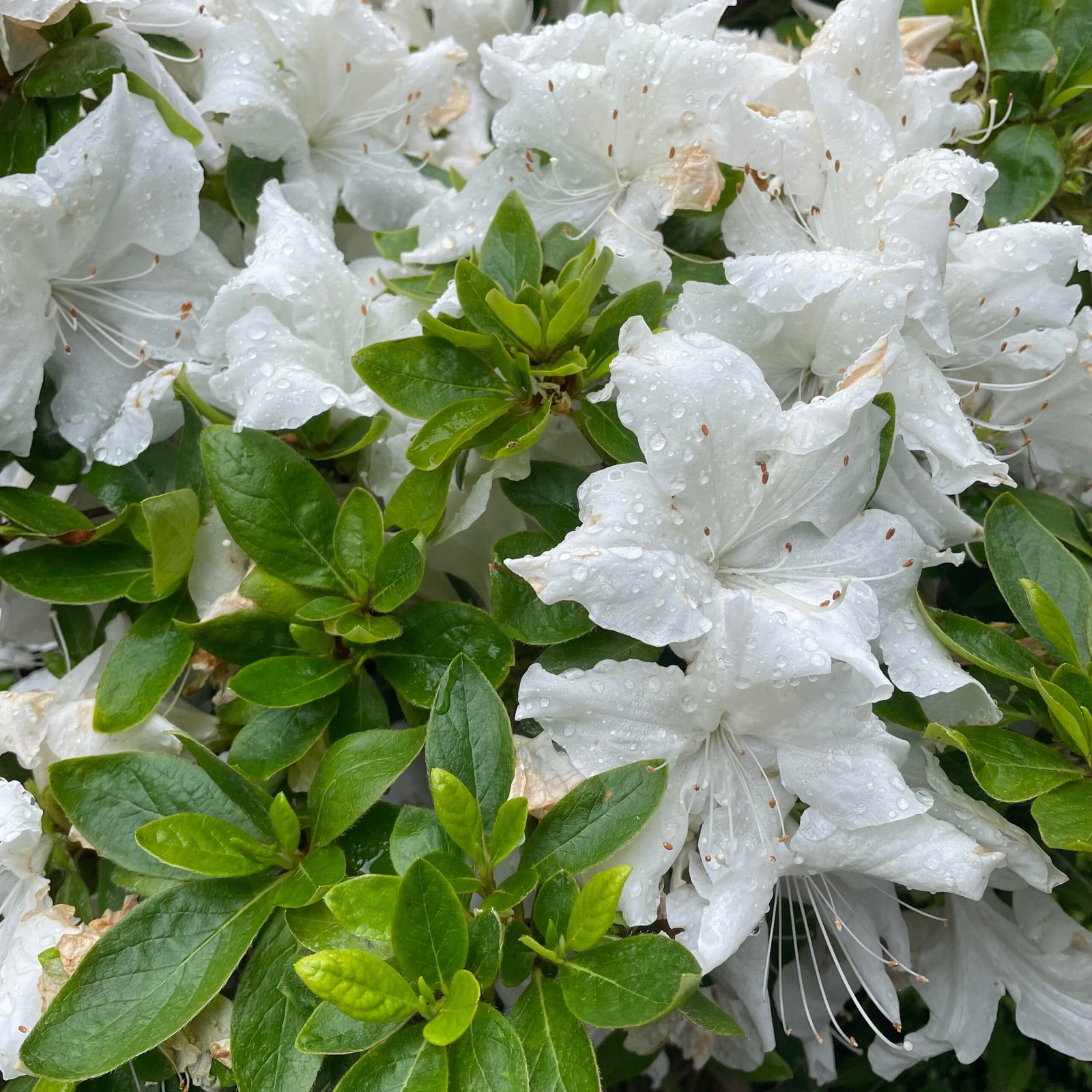 Azalea Japonica Standard - Image 3
