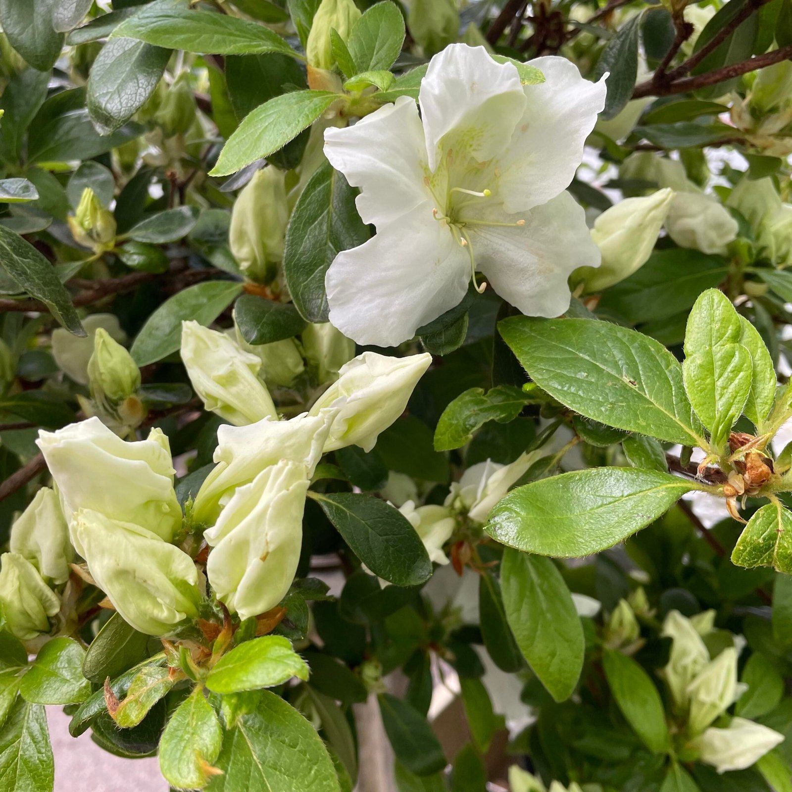 Azalea Japonica Standard - Image 2