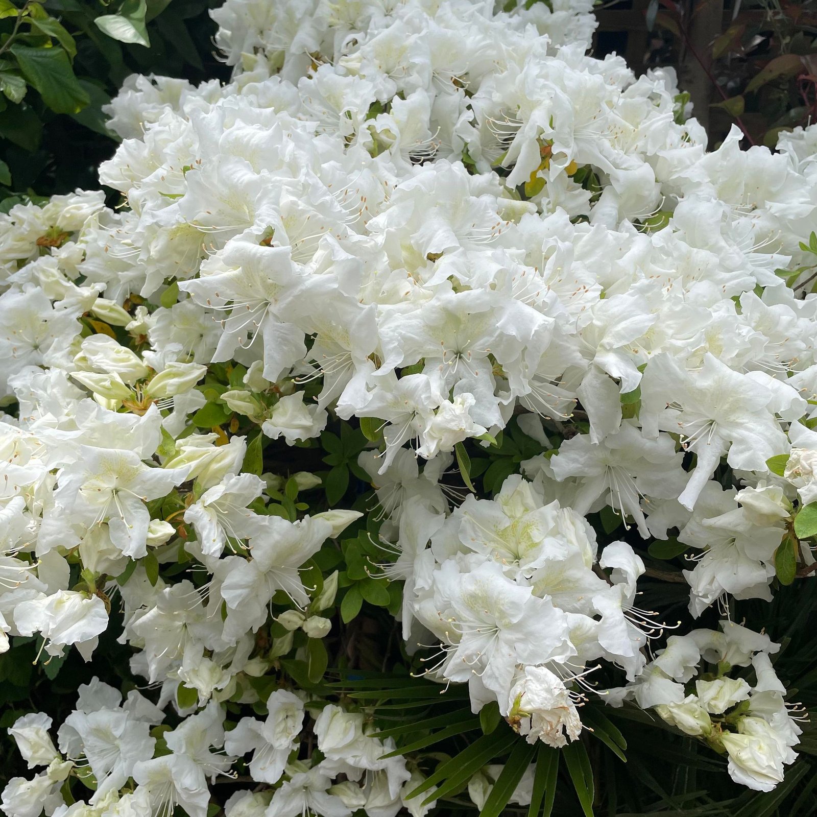Azalea Japonica Standard