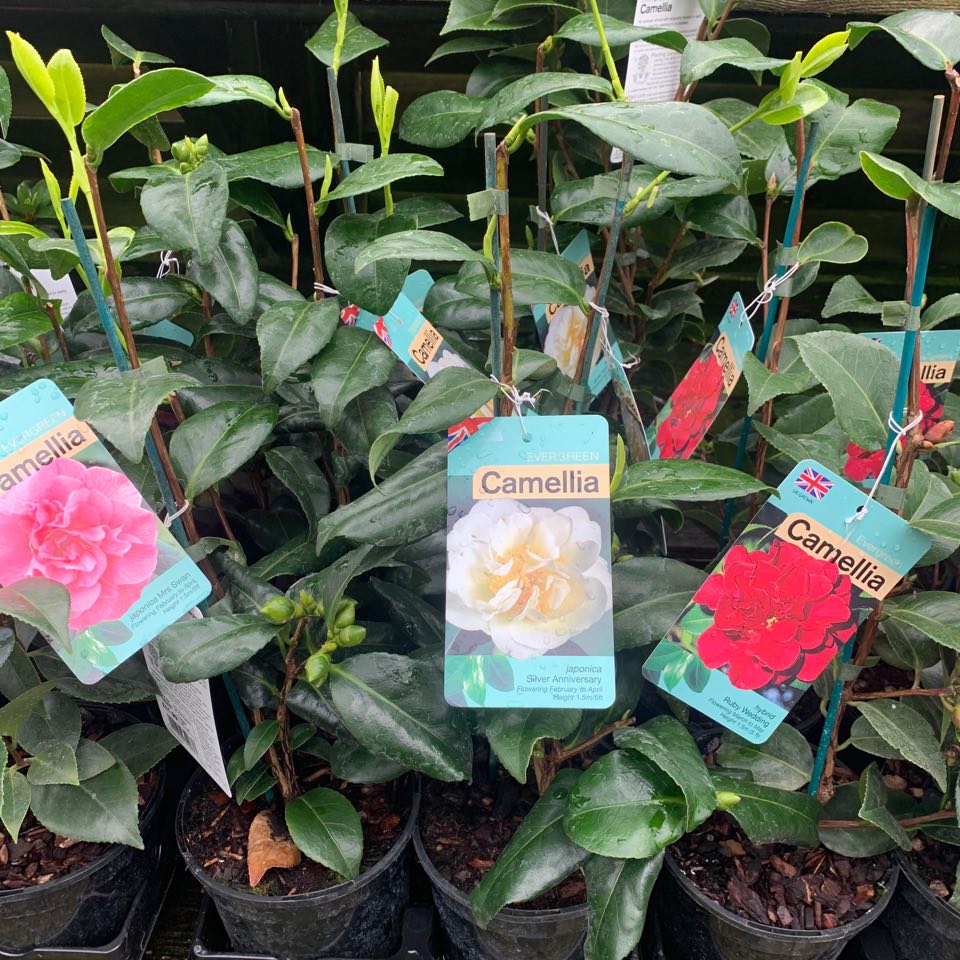 Camellia Japonica 1.5ltr pot. (availability list below)