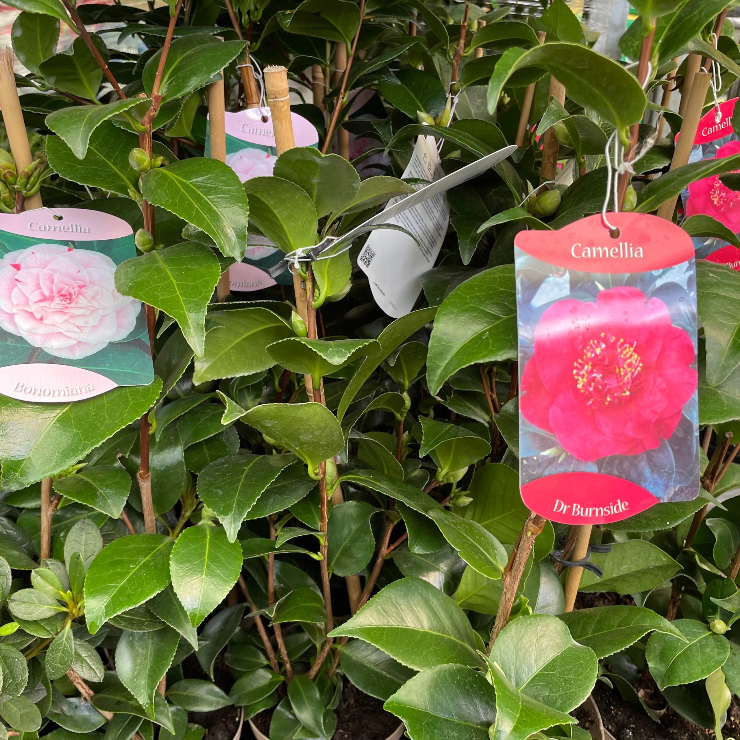 Camellia Japonica 1.5ltr pot. (availability list below) - Image 2