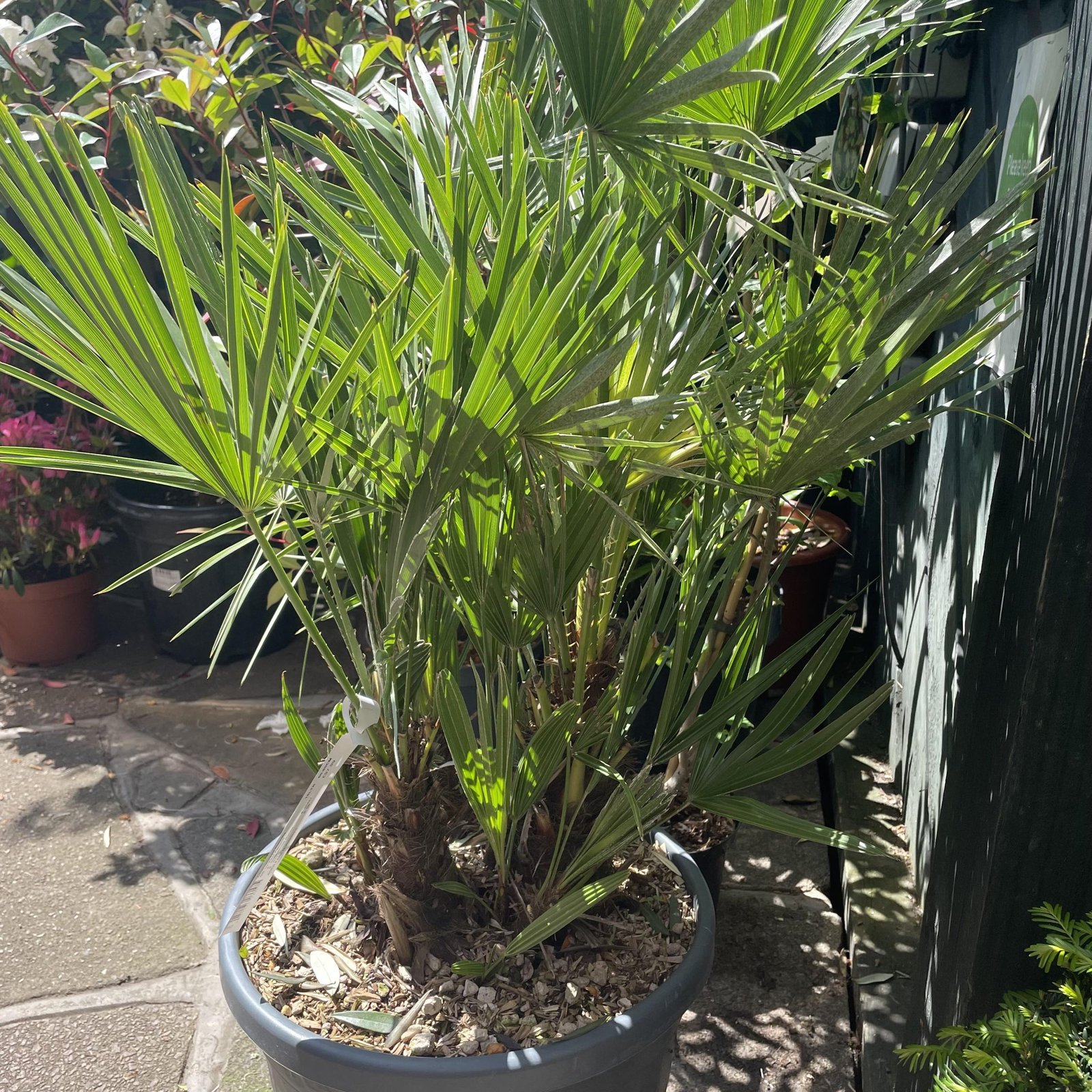 Chamaerops Humilis 18ltr pot