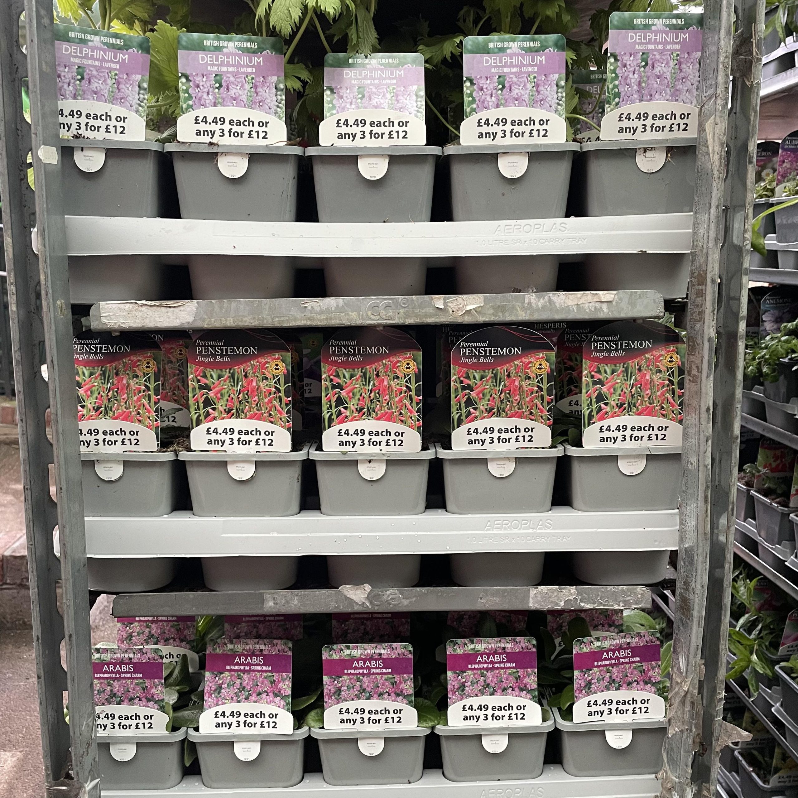 *Top Pick* Chapel Cottage Mix And Match Perennials 1ltr pot *Online Deal - Buy 3 for £12.00 or £4.49 each*