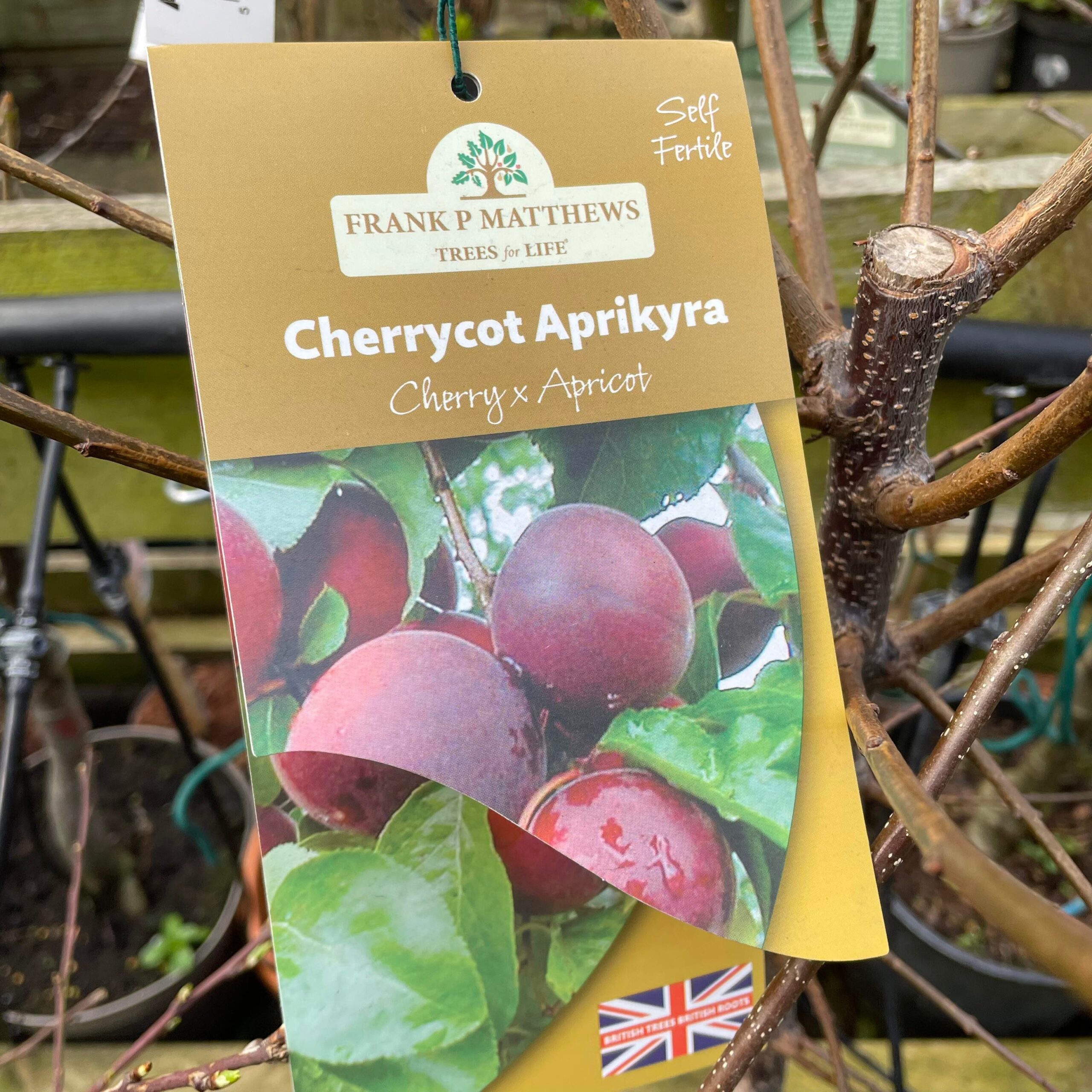 Cherrycot Prunus Aprikya. Bush. 12ltr Pot