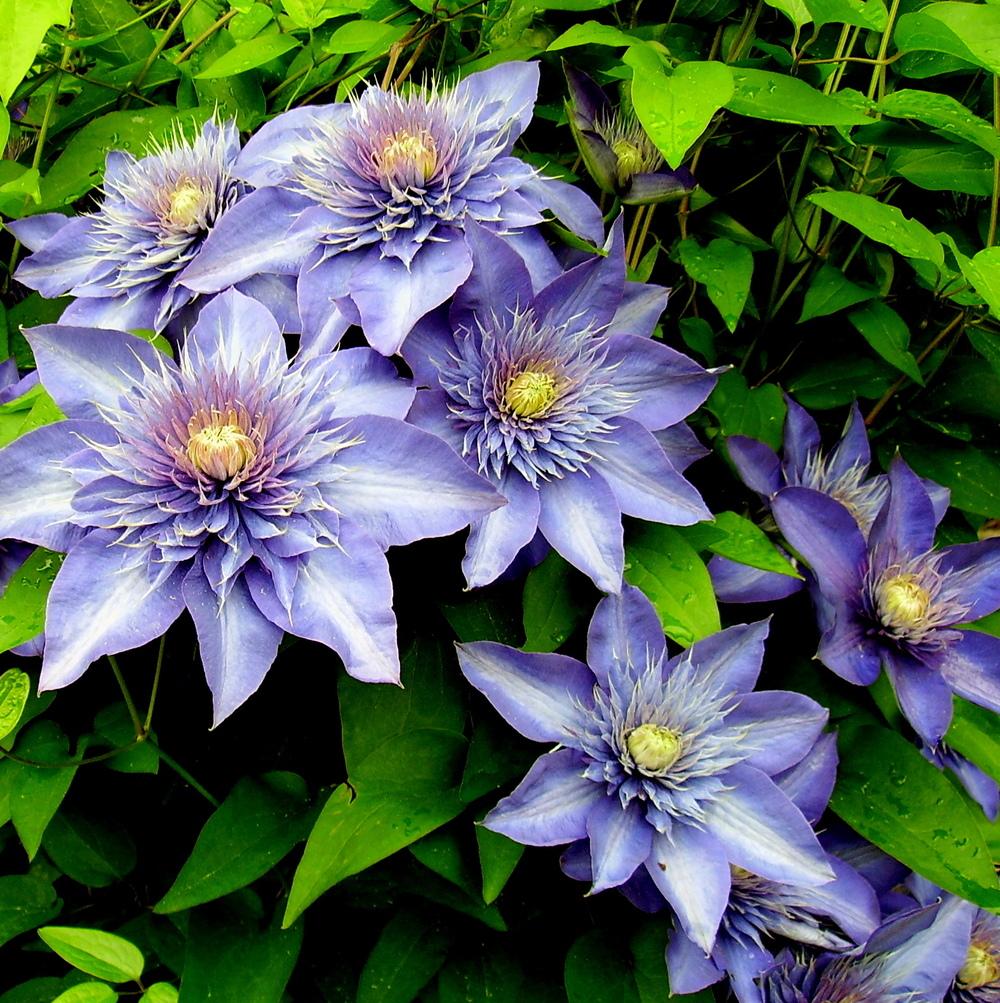 Summer Flowering Clematis. 2ltr pot availability List - Image 3