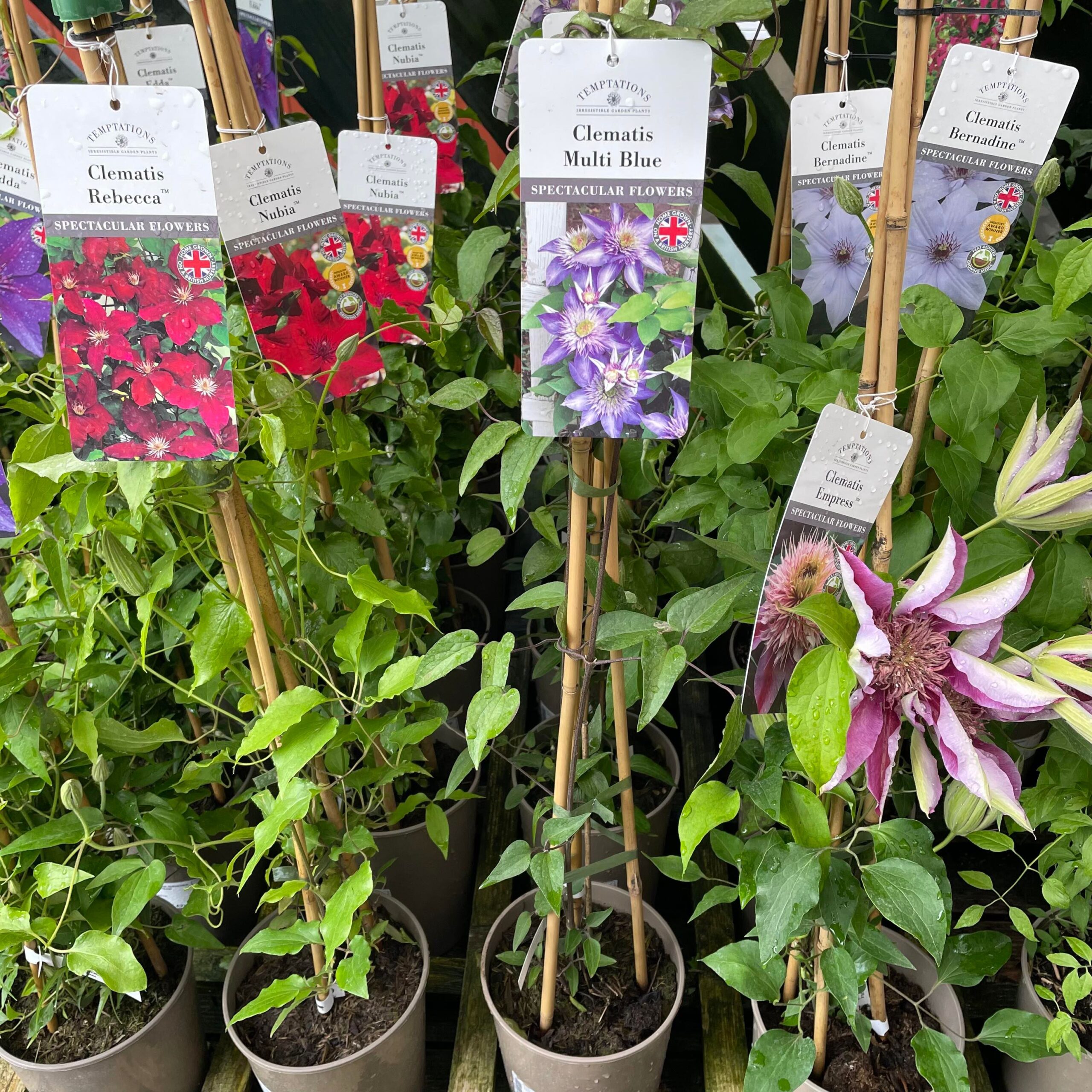 Summer Flowering Clematis. 2ltr pot availability List