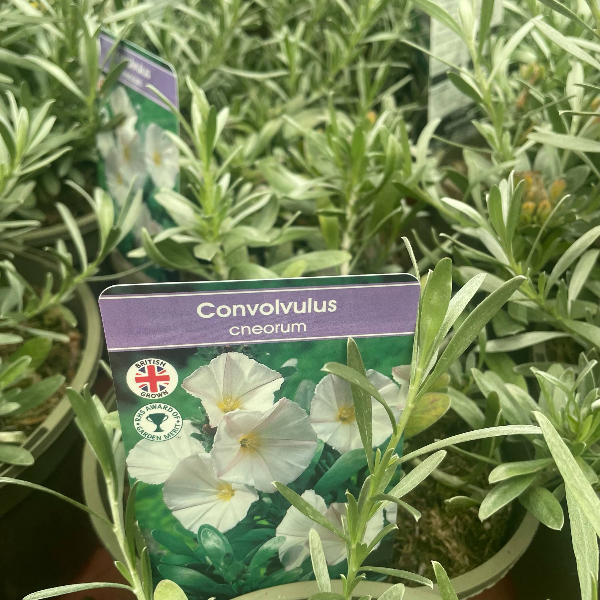 Convolvulus Cneorum 1ltr pot