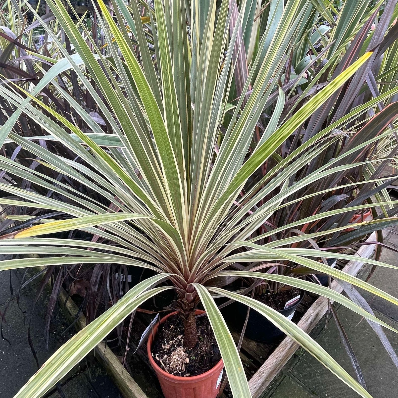 Cordyline Dazzler 6ltr pot