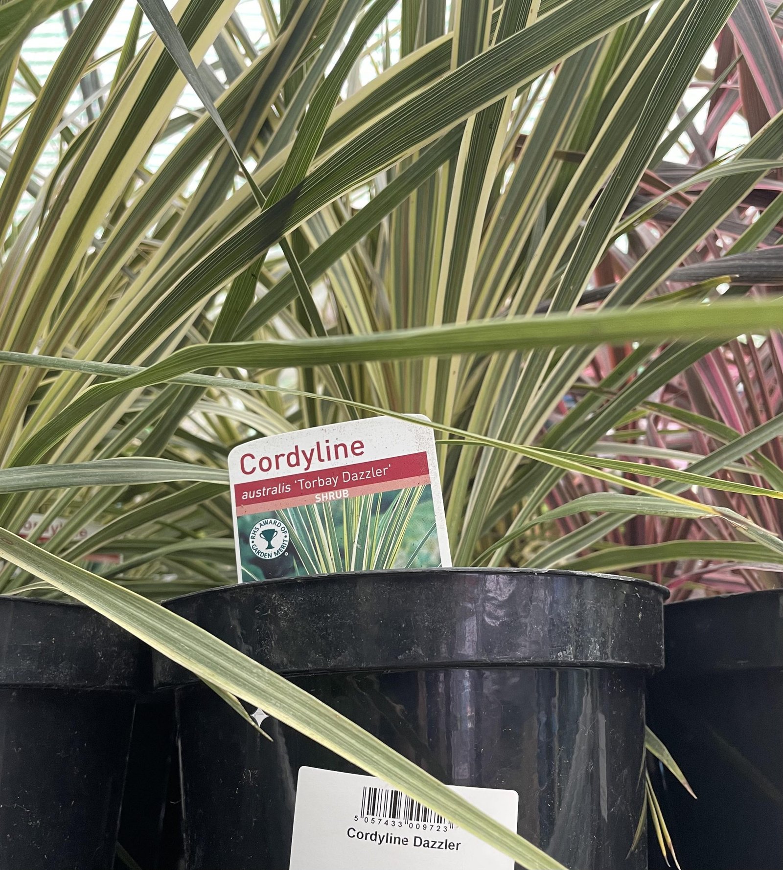 Cordyline Australis Torbay Dazzler 3ltr pot
