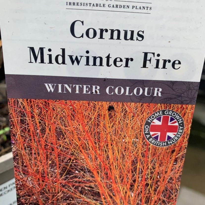 Cornus Midwinter Fire 3ltr