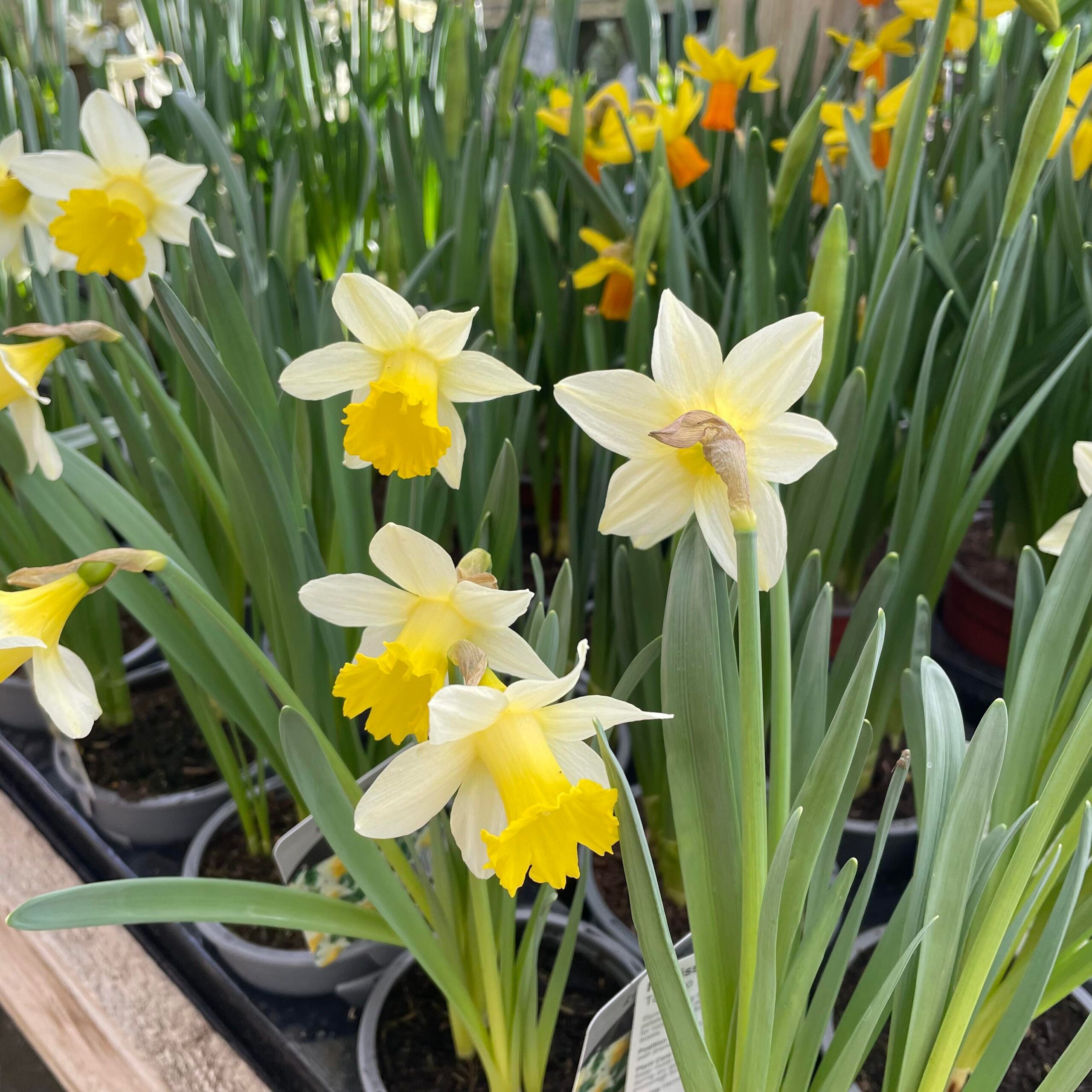 Potted Narcissus Daffodil 10.5cm pot