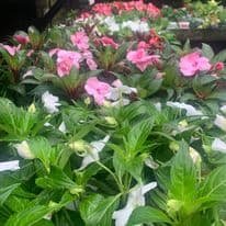 Impatiens New Guinea large 1ltr pot mix colour - Image 3