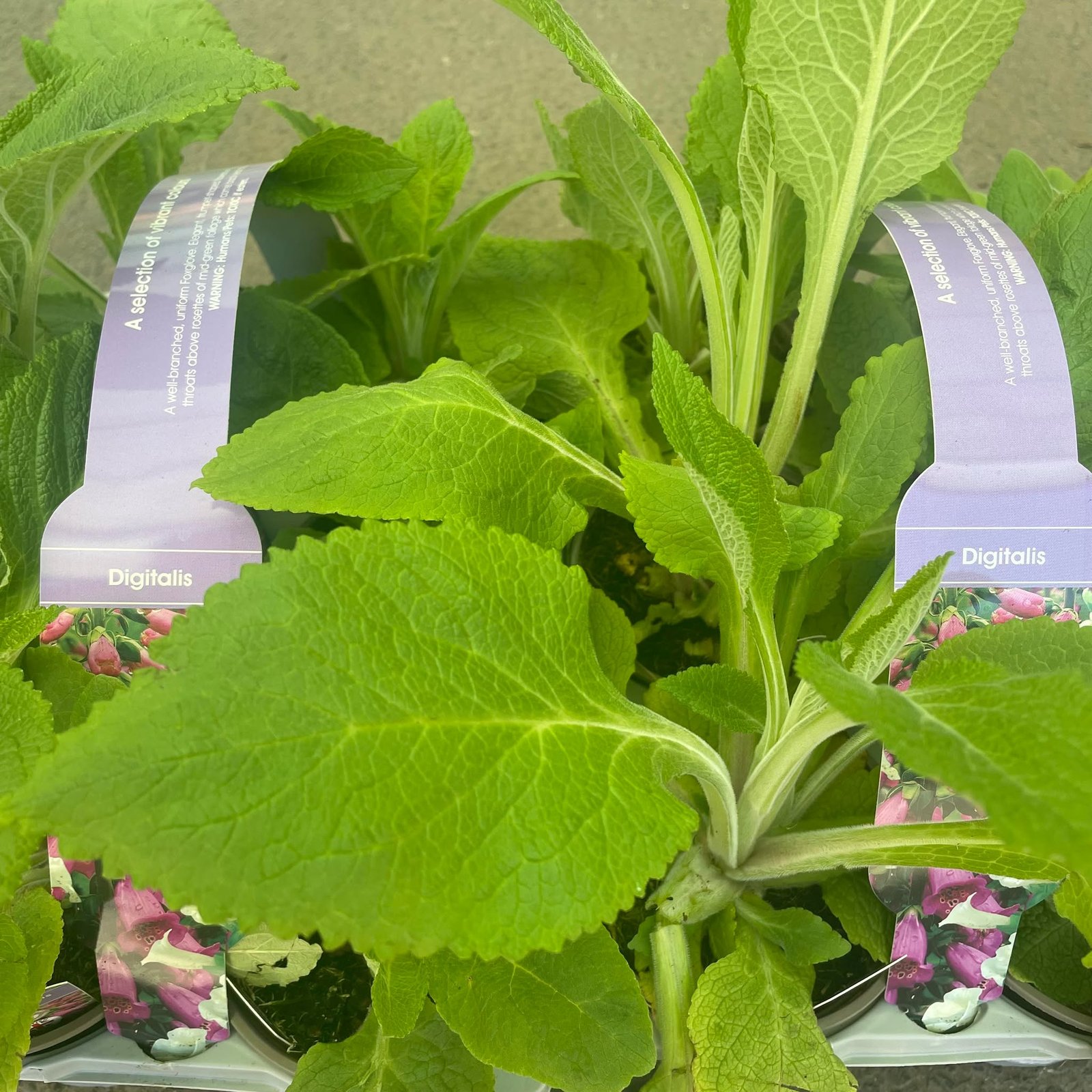 Digitalis Pink & Purple 6 packs 10.5cm *Just Arrived *