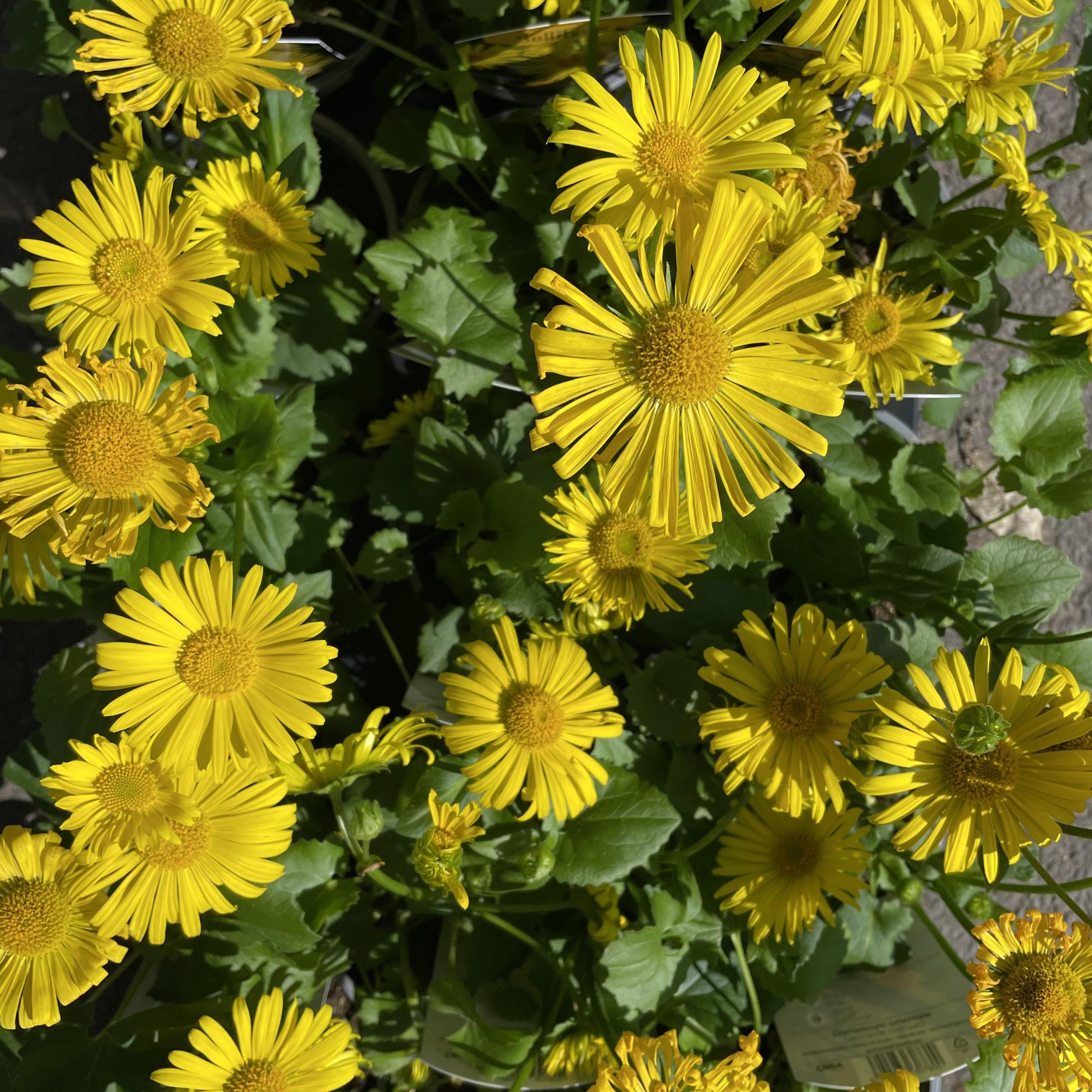Doronicum Orientale