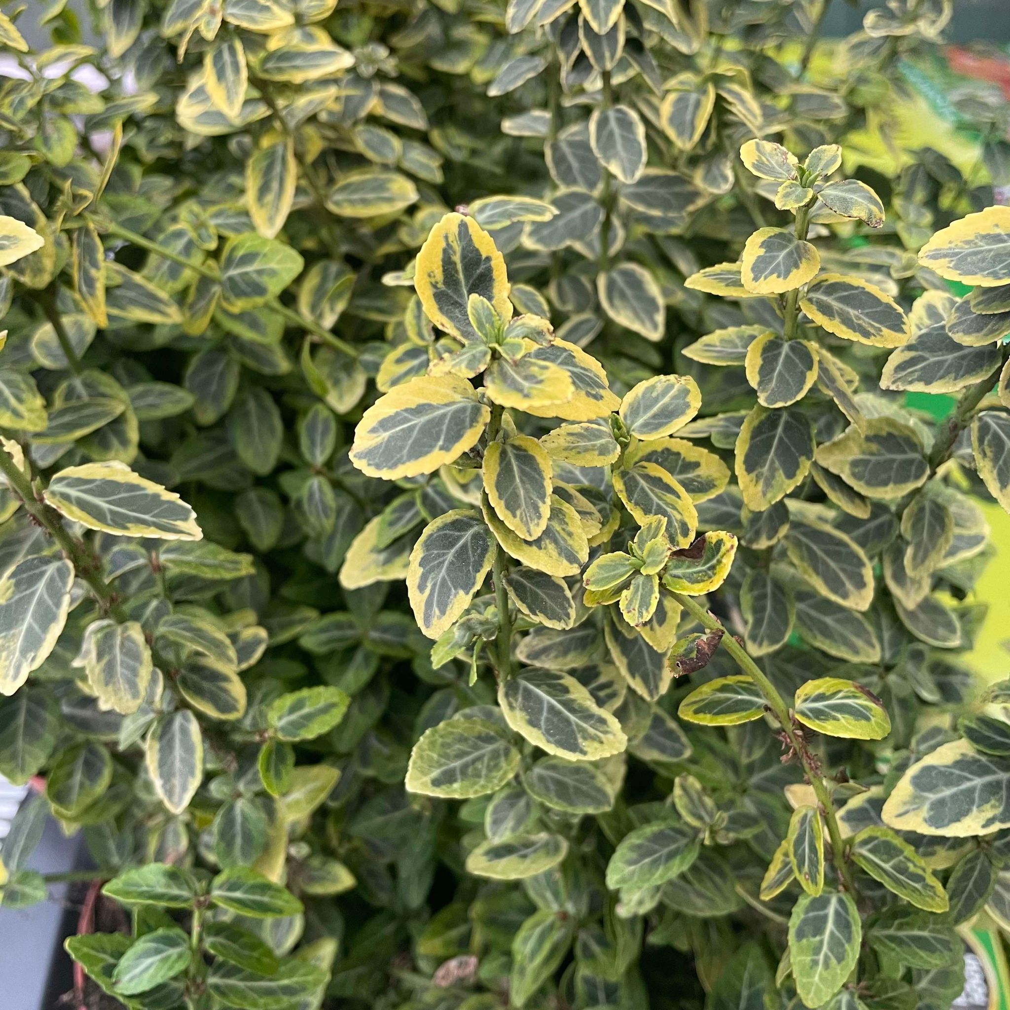 Euonymus Fortunei Emerald n Gold 1ltr pot
