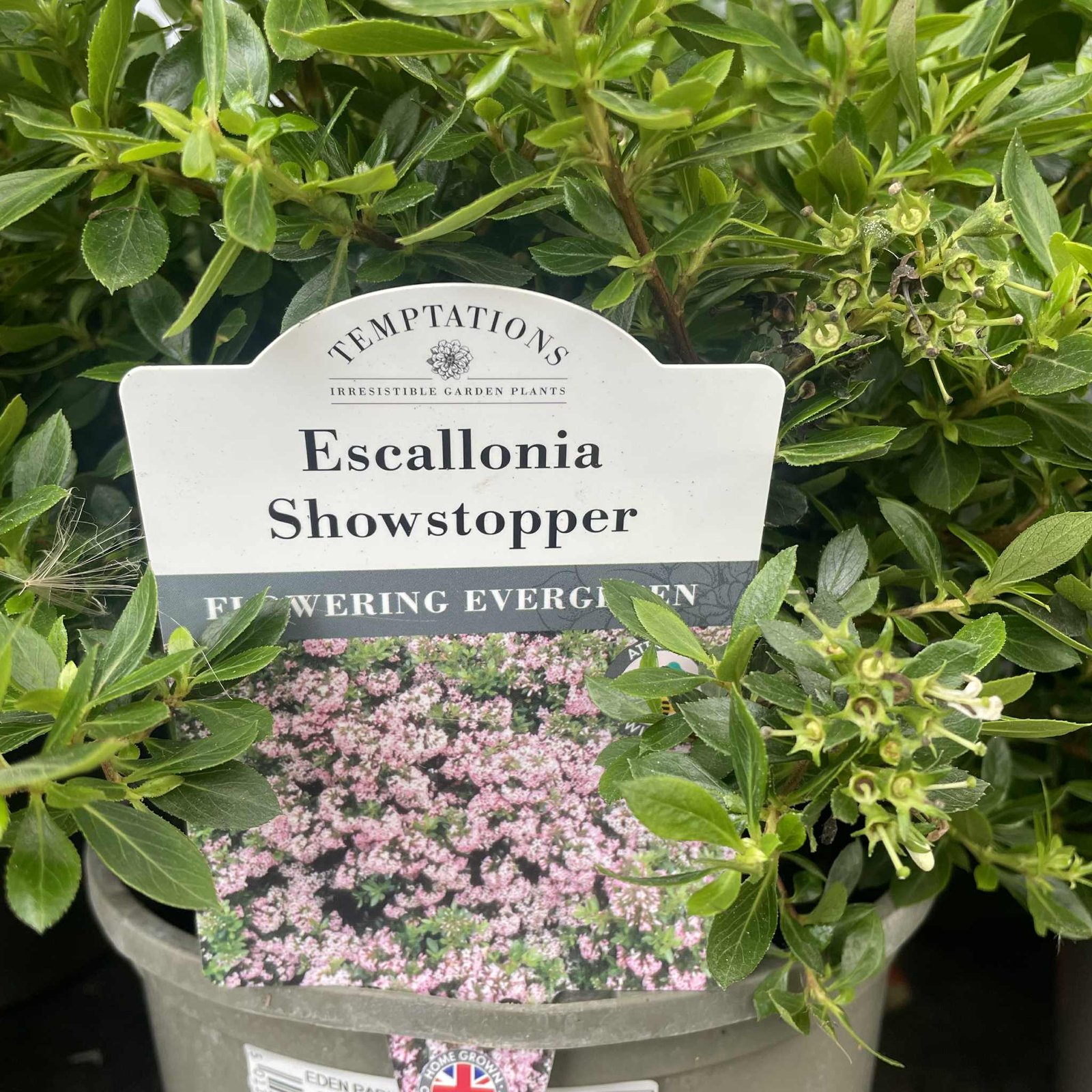 Escallonia 2ltr Pot