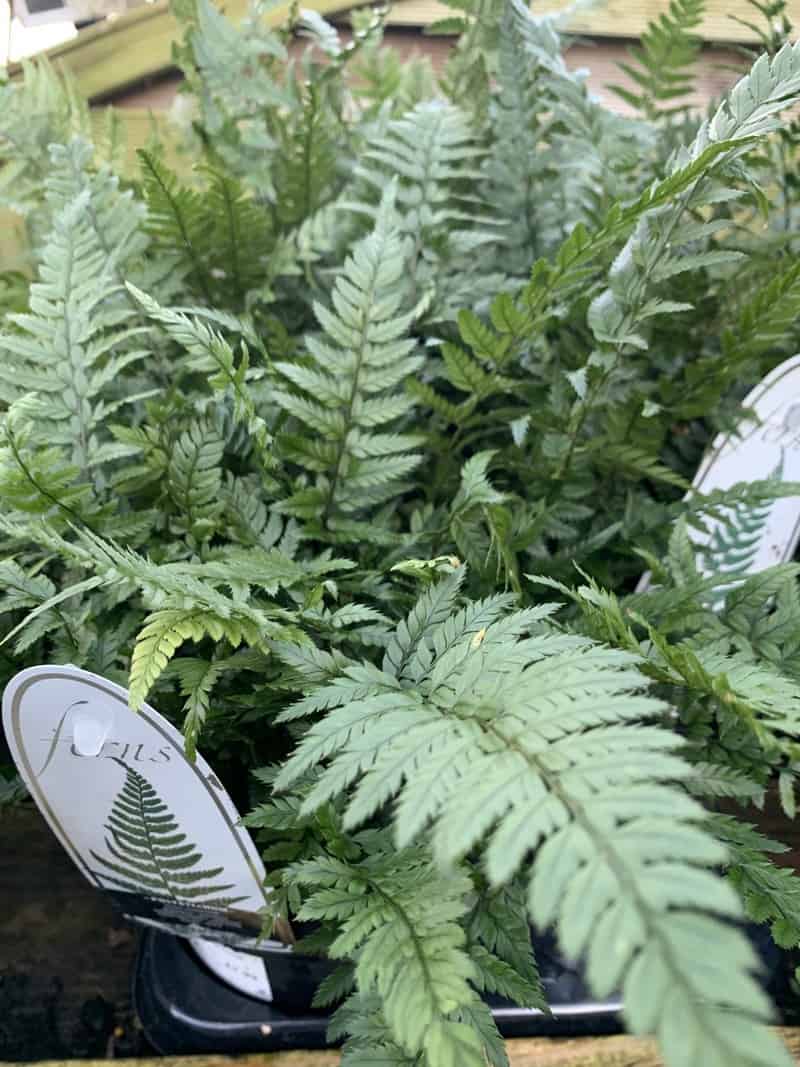 Ferns Polystichum