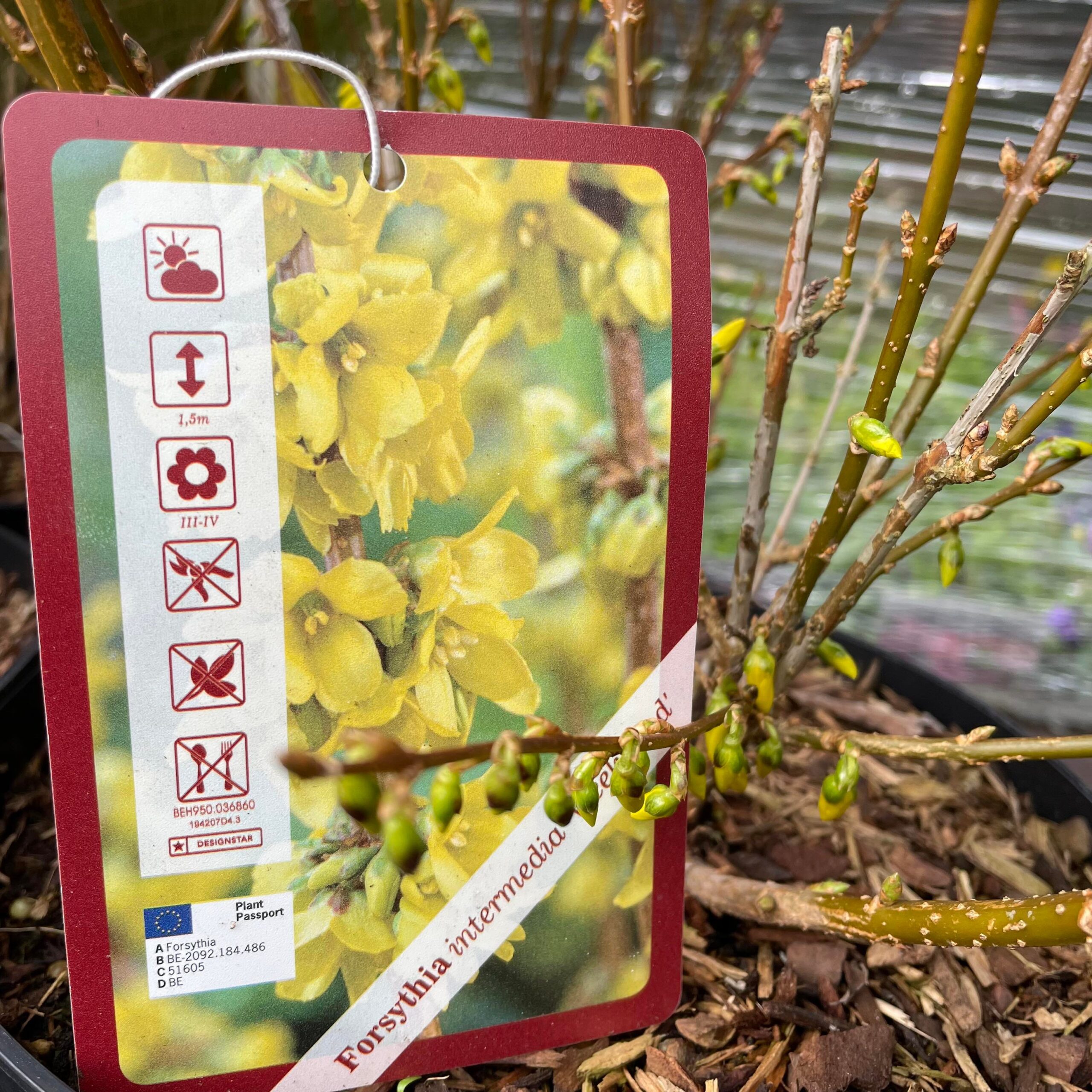 Forsythia 1ltr pot