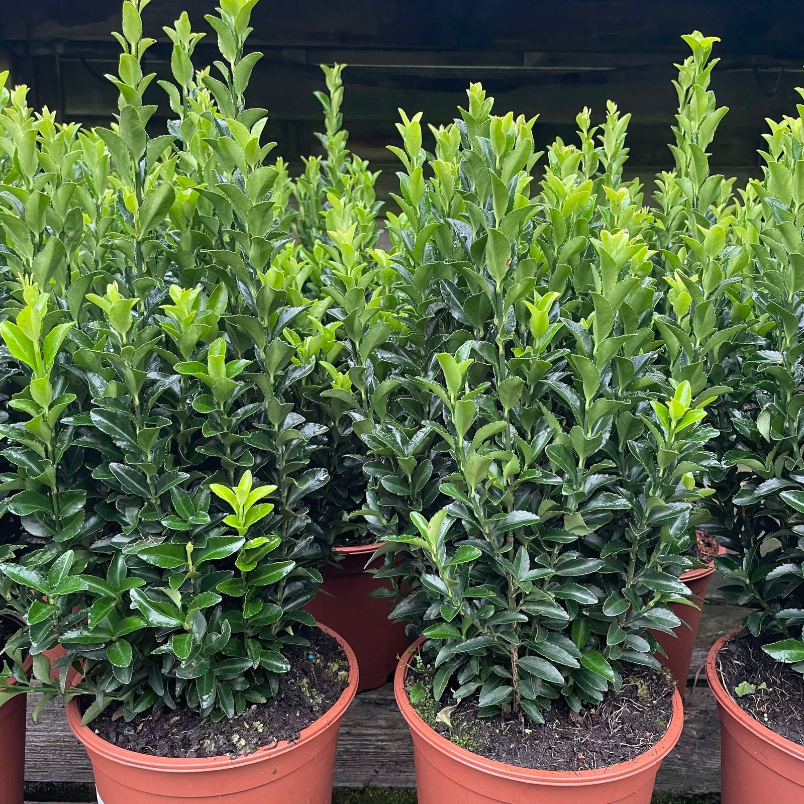 Euonymus Green Spider 2ltr pot.