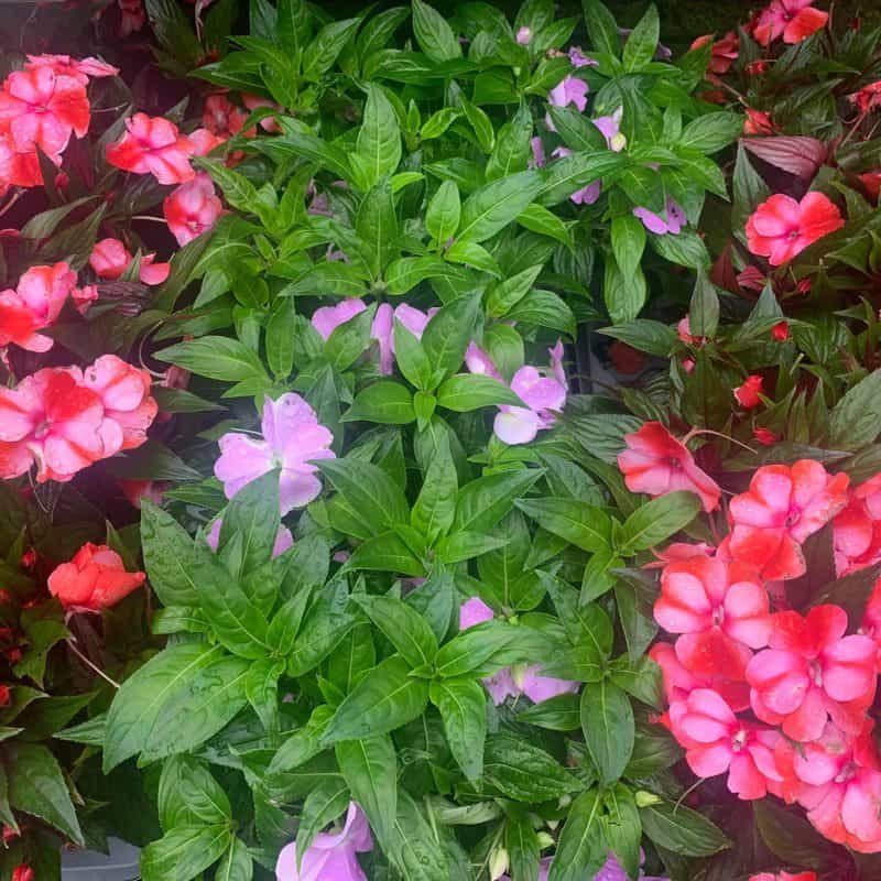 Impatiens New Guinea large 1ltr pot mix colour - Image 2
