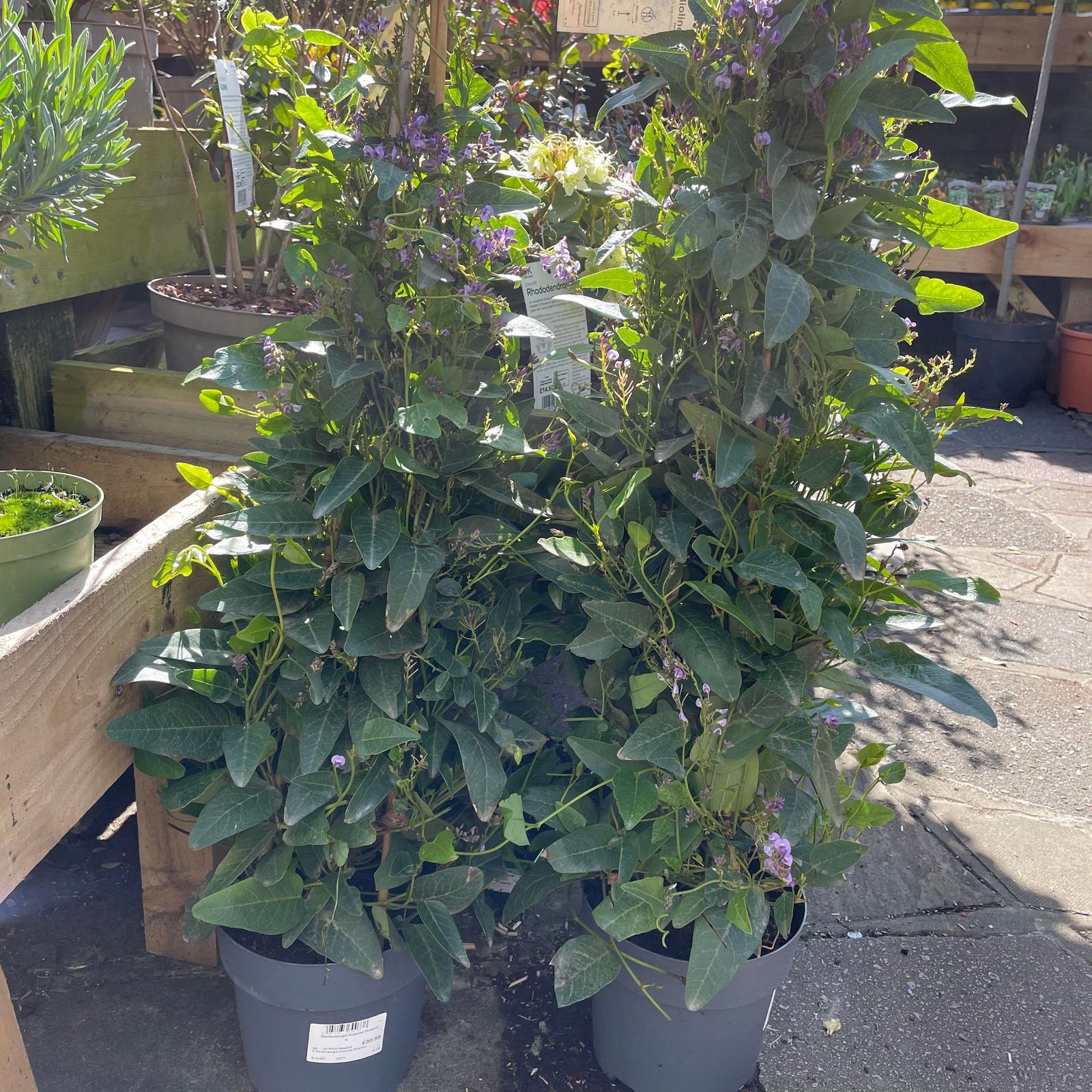 Hardenbergia Violacea Pyramid. 3ltr pot