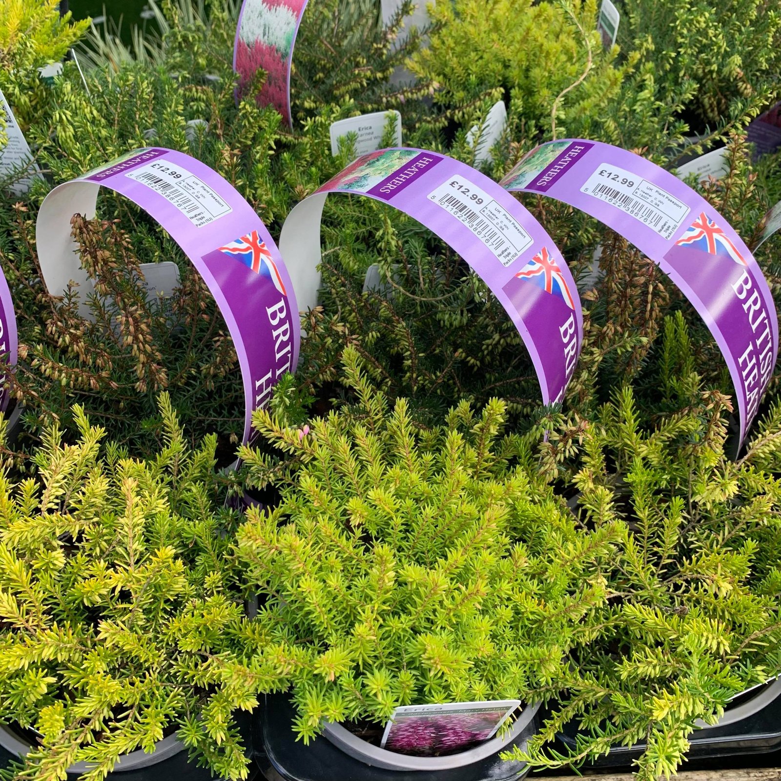 Heathers Triple Pack 1ltr potted