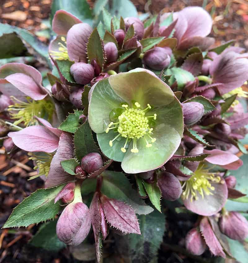 Helleborus Emma 2ltr pot