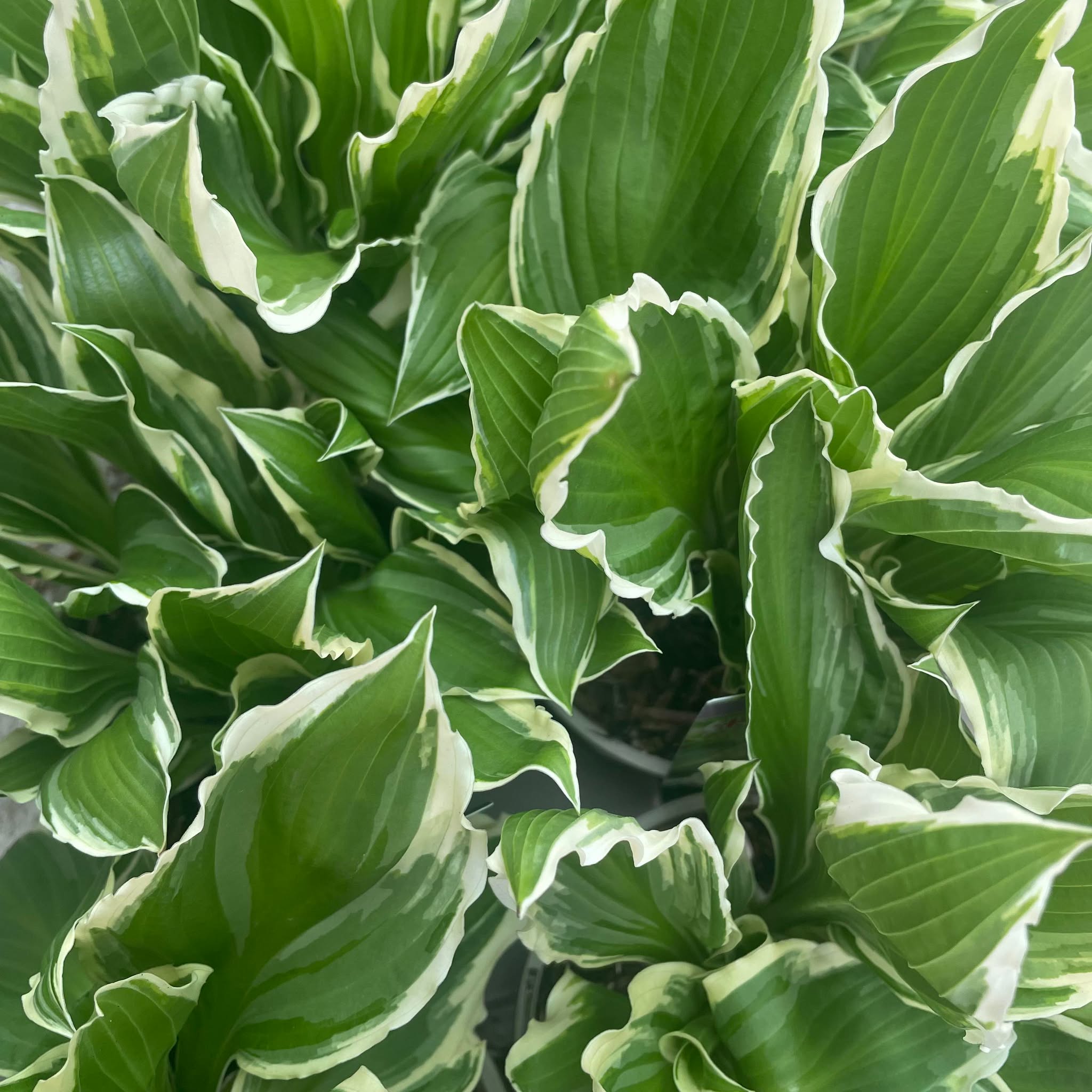 Hosta Aureomarginata 1ltr pot - Image 2