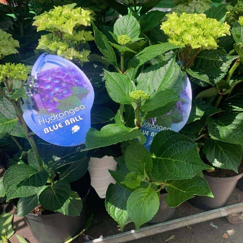 Hydrangea Macrophylla Blue 4ltr pot