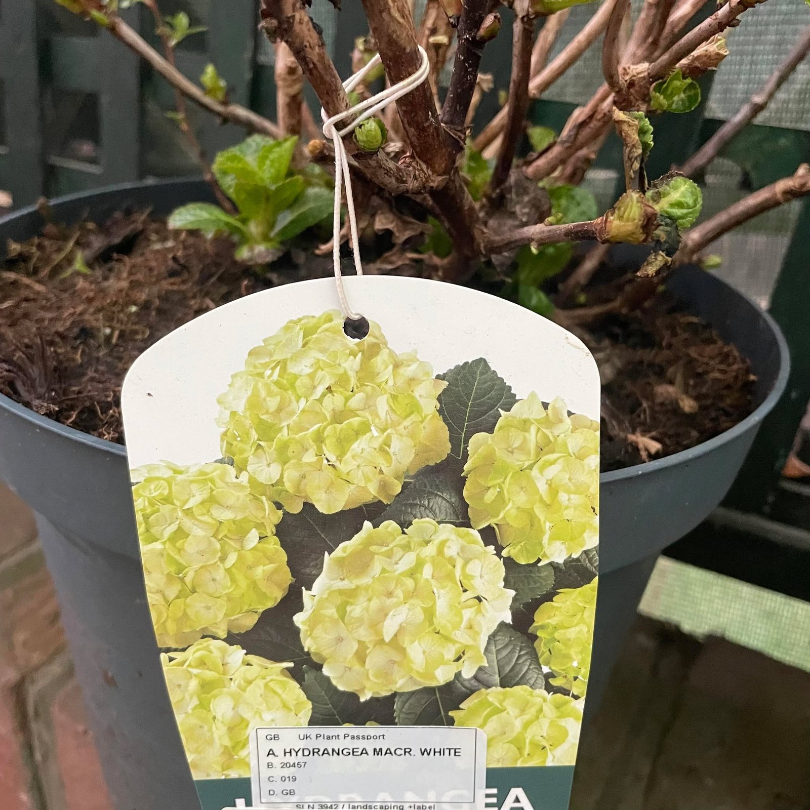 Hydrangea White 5ltr pot