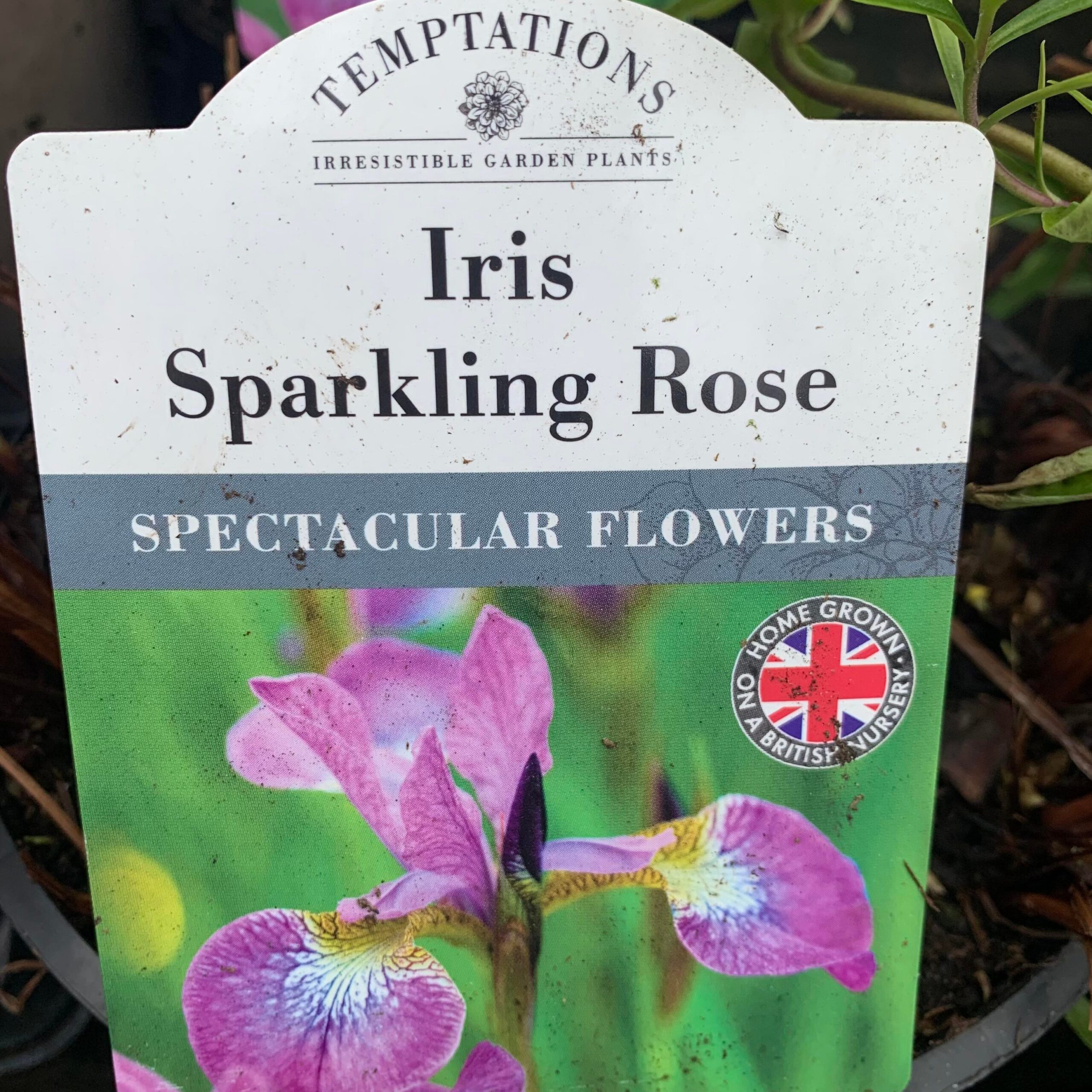 Iris 1ltr Pot