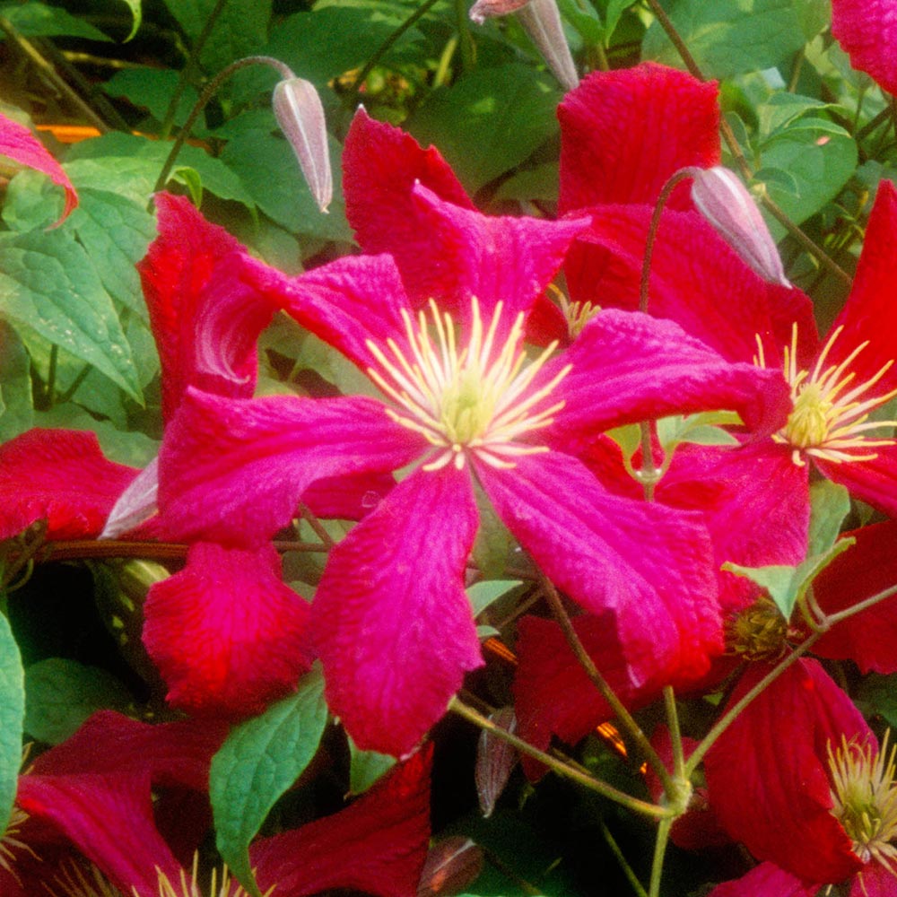 Summer Flowering Clematis. 2ltr pot availability List - Image 4