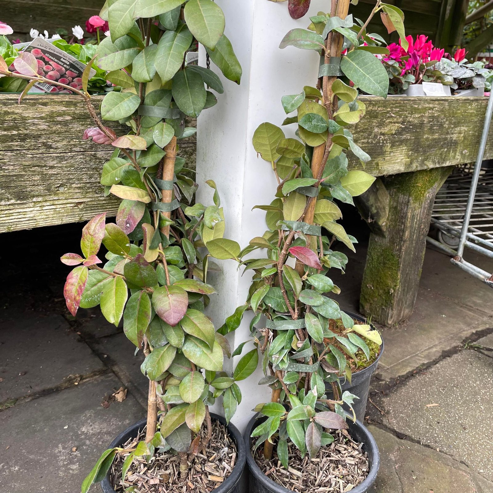 Jasminoides Trachelospermum. 2ltr pot