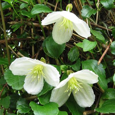 Summer Flowering Clematis. 2ltr pot availability List - Image 2