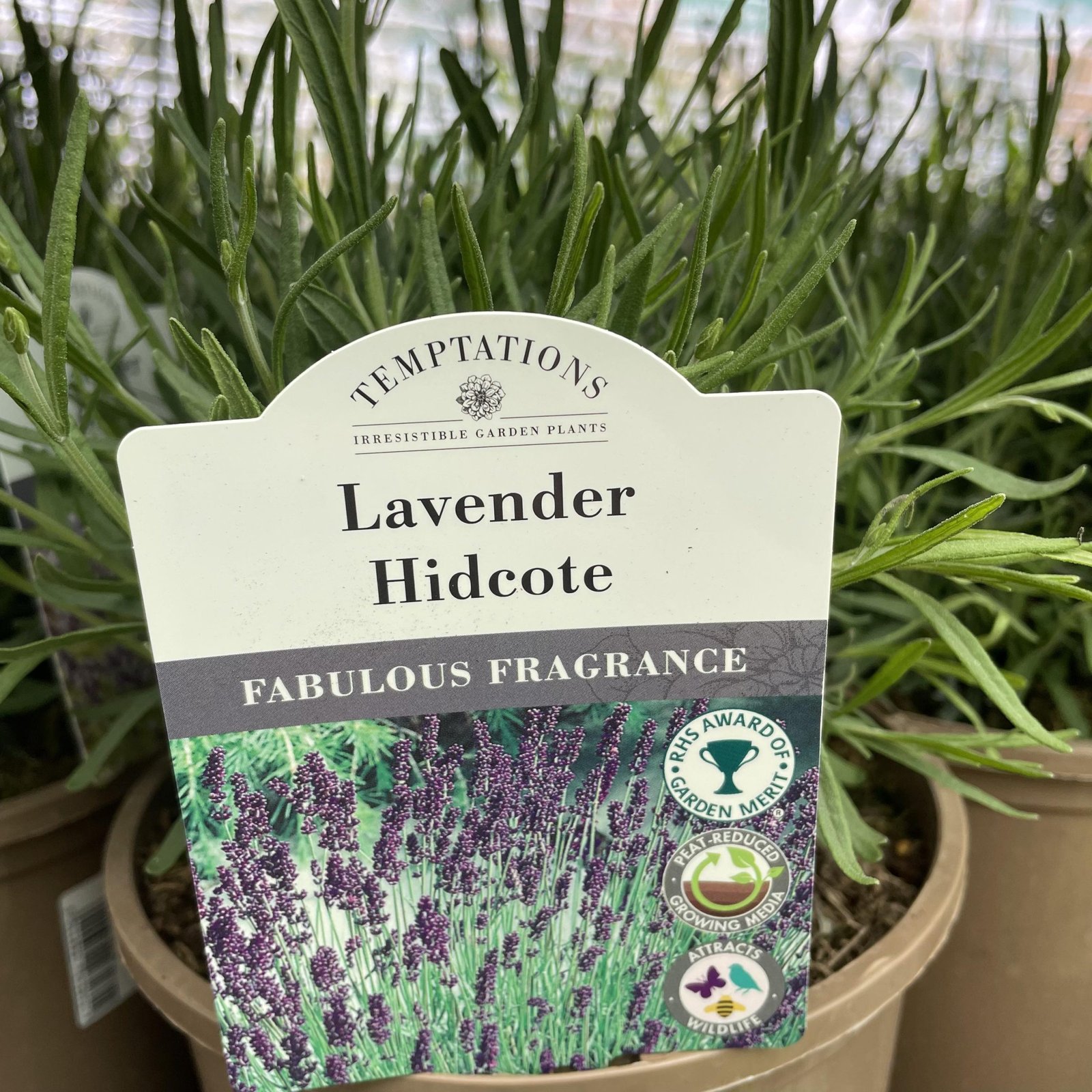 Lavender Hidcote 1ltr pot